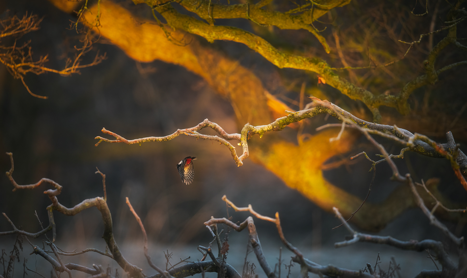 "At the Edge of the Woods" It was a beautiful frosty morning. While photographing intimate portraits of old oaks, spotted The great spotted woodpecker about, and was lucky enough to capture his beautiful colours with old oaks kissed by early winter light in the background.