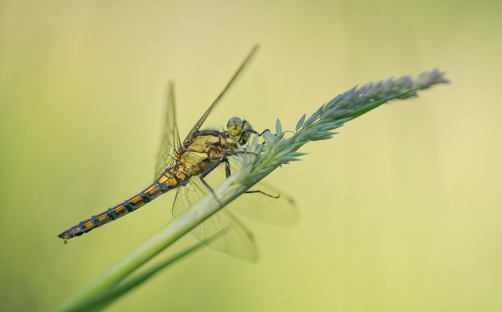 Black-tailed Skimmer
