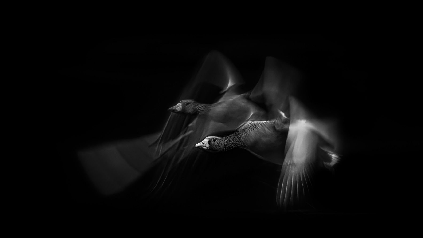 Slow shutter panning shot of Greylag Goose. 1/30s