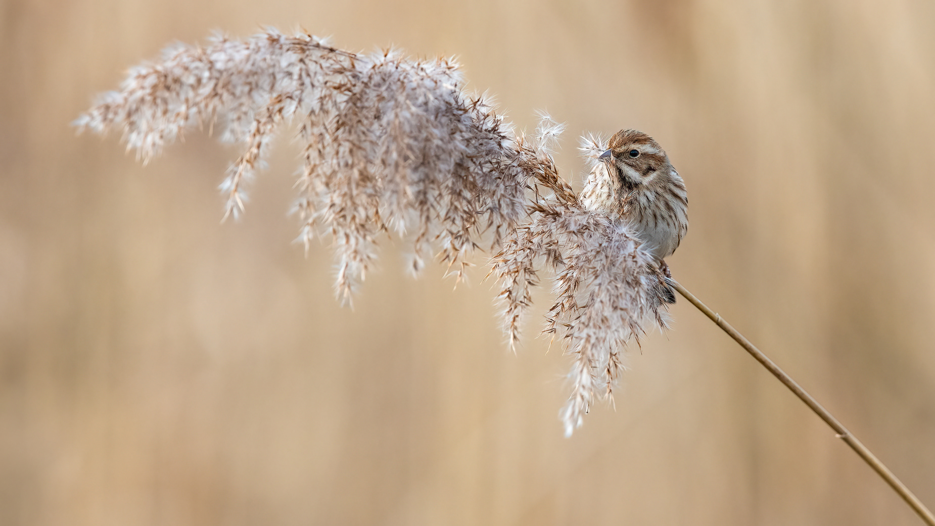 Late winter Reed Bunting