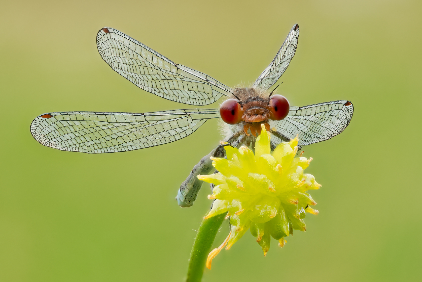 Portrait of Small Red-eyed Damselfly