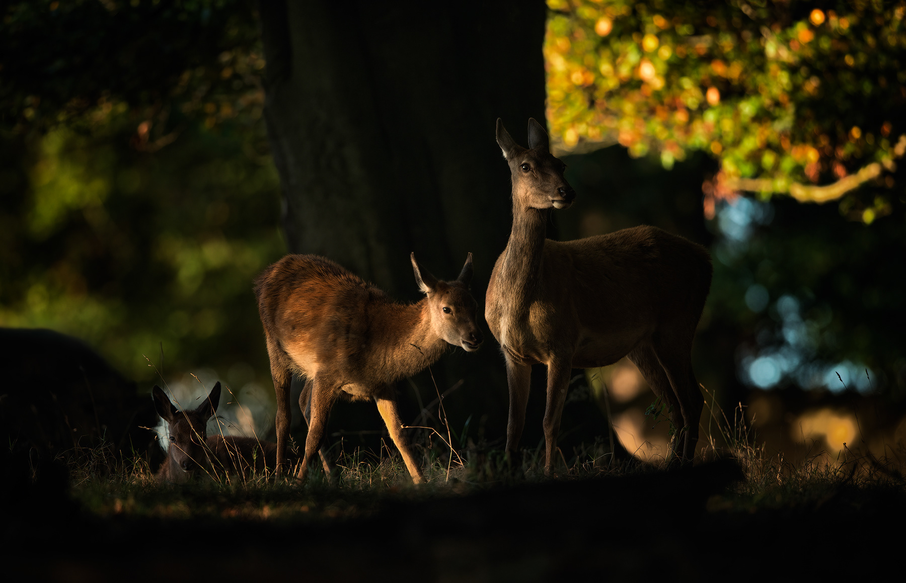 Early Autumn Red Deer family