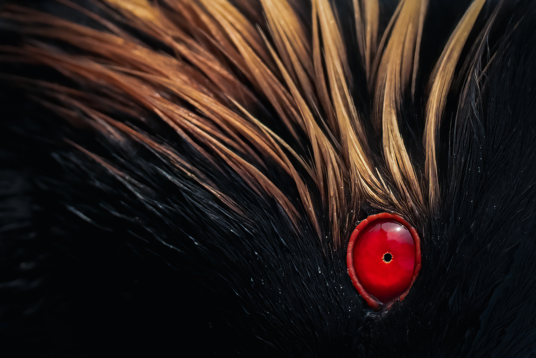 Close up shoot of Black Necked Grebe in breeding plumage.