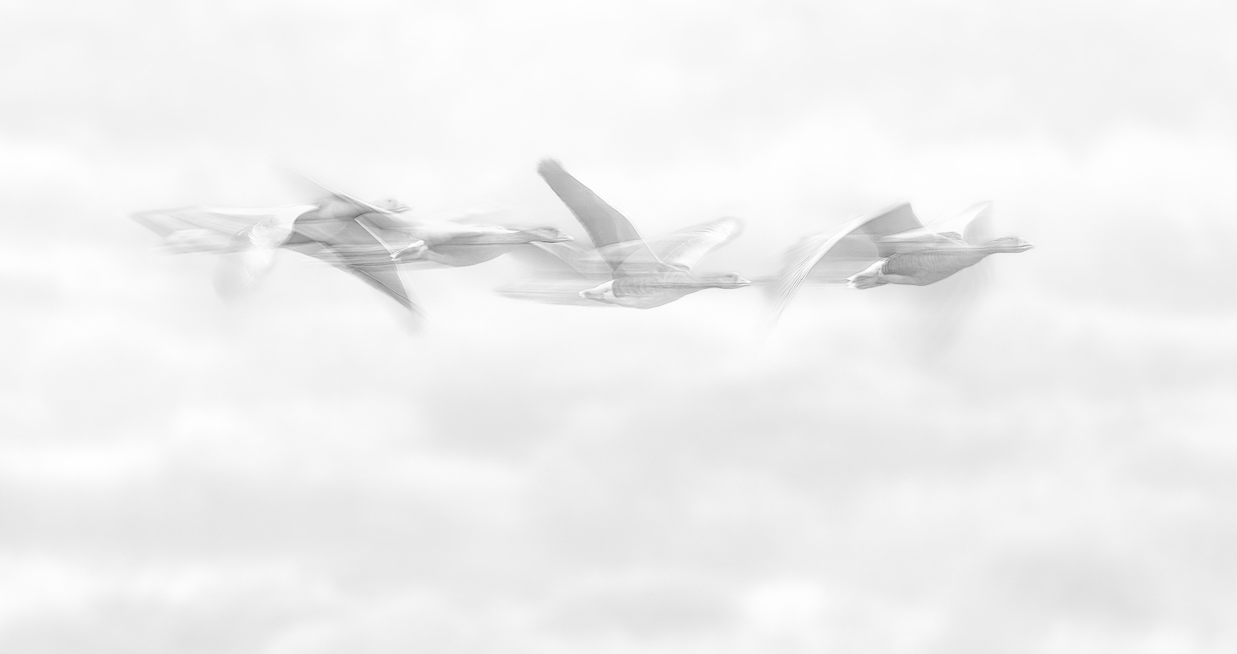 Flock of Greylag Goose captured with slow shutter speed. 1/20s