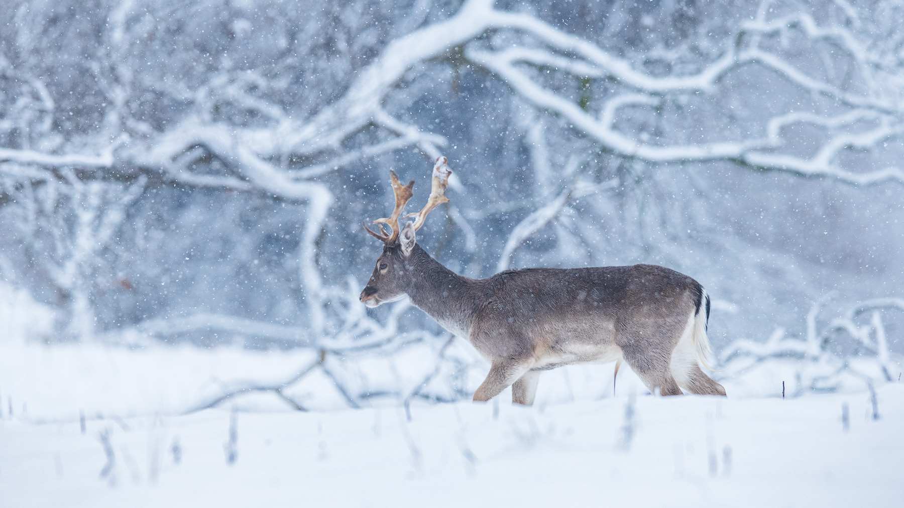 Fallow Deer in winter wonderland