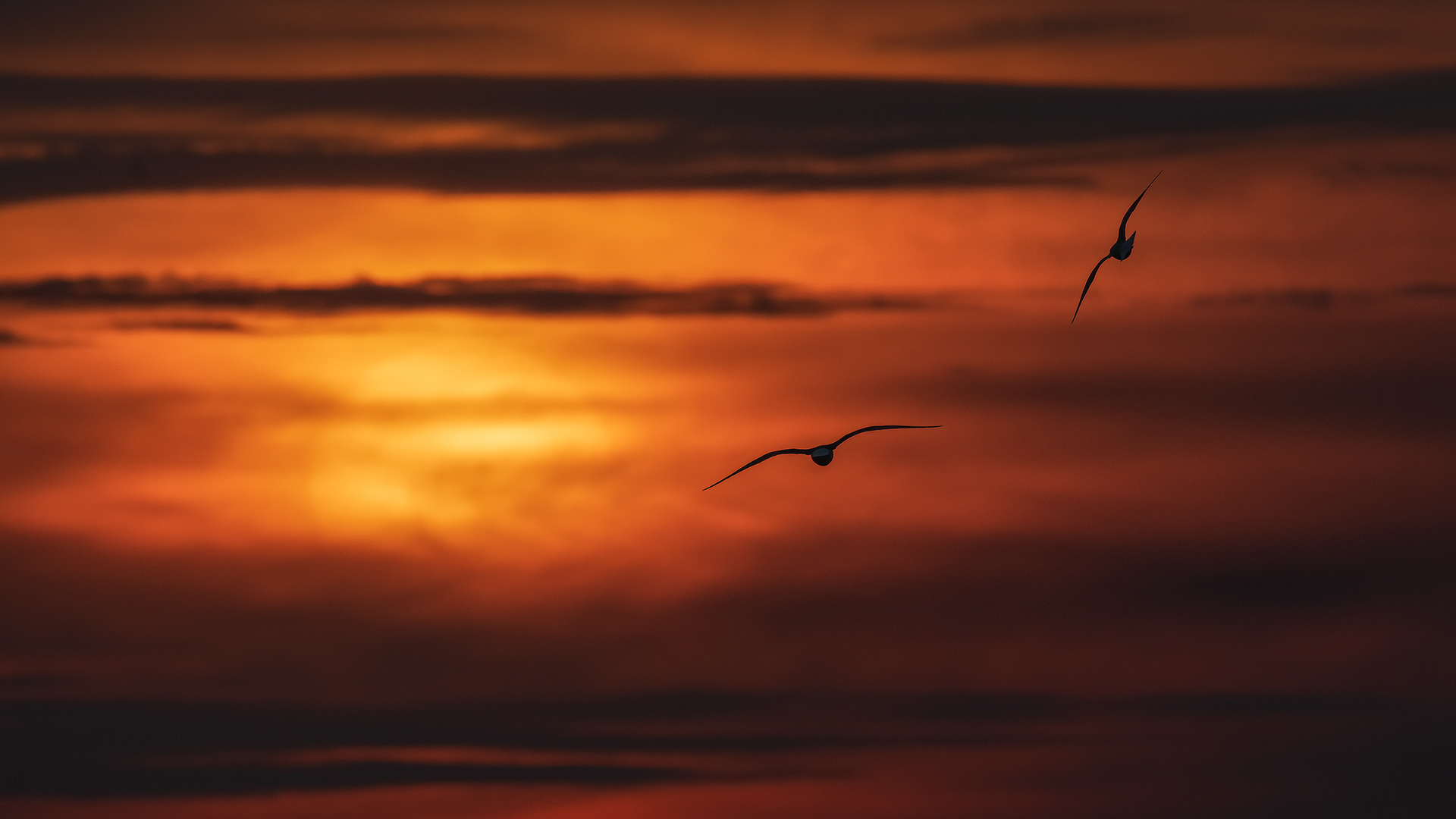 Silhouettes of the The black-headed gulls with setting sun in the background. What a bonus to an already great evening!