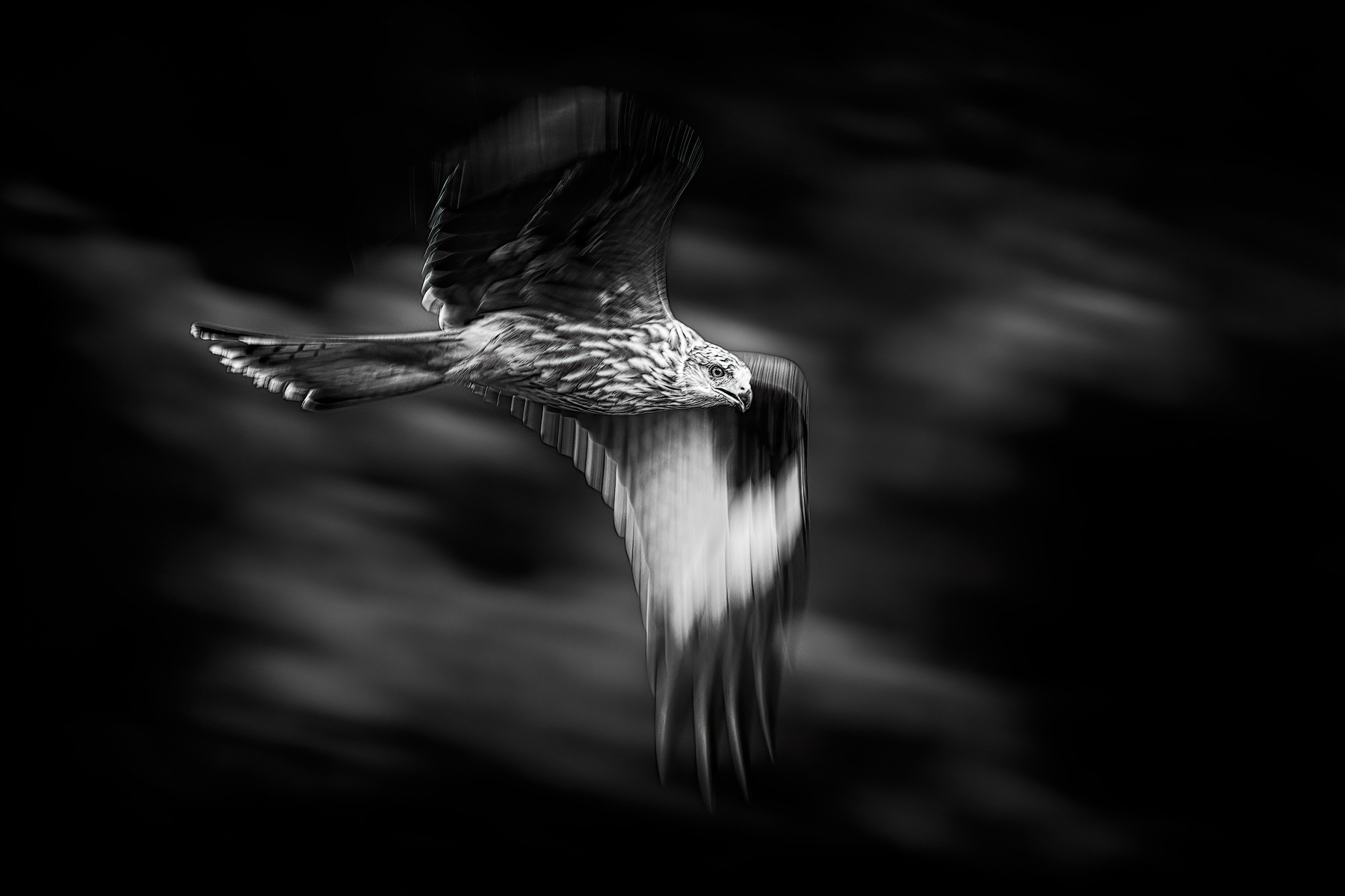 Red Kite panning shoot. 1/80s