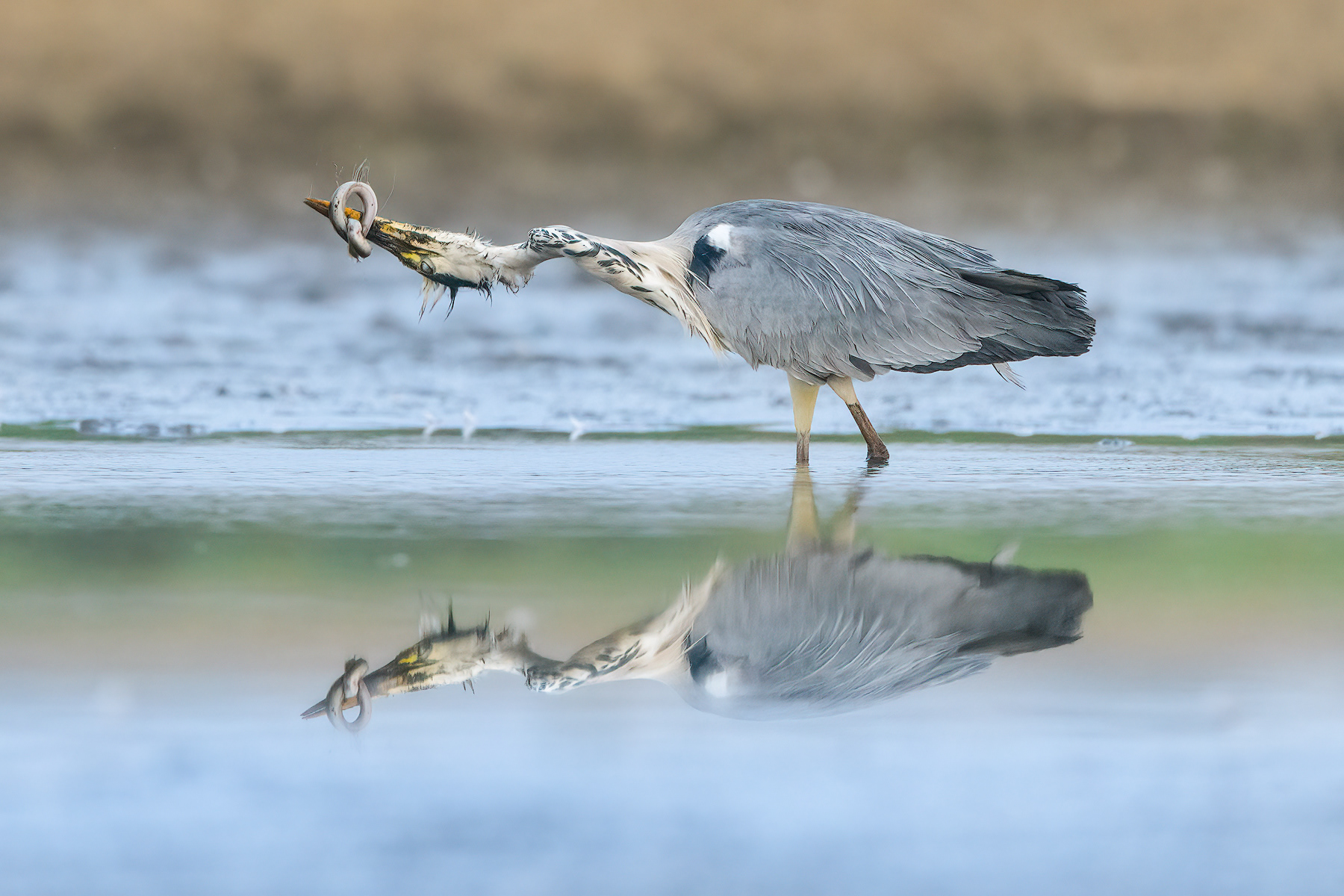 Grey Heron struggling with an eel