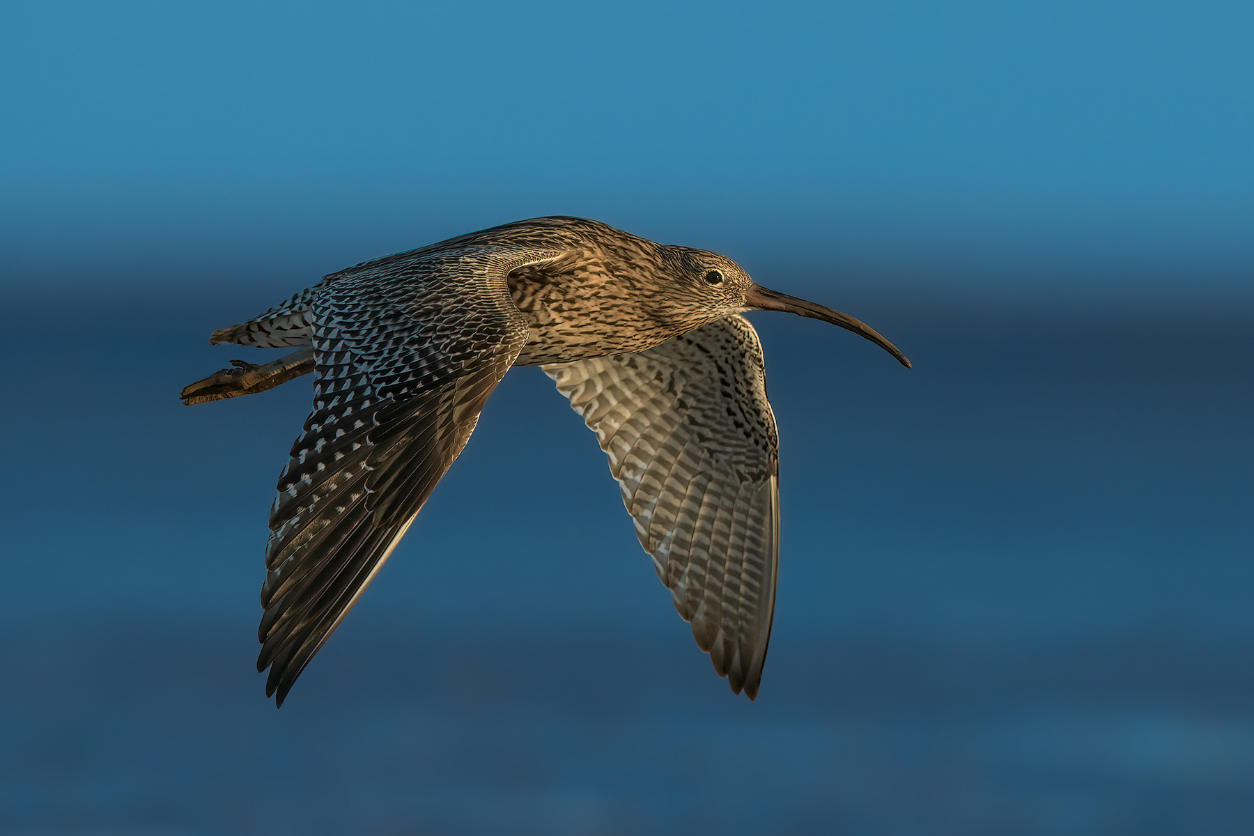 Curlew in flight over Humber Estuary