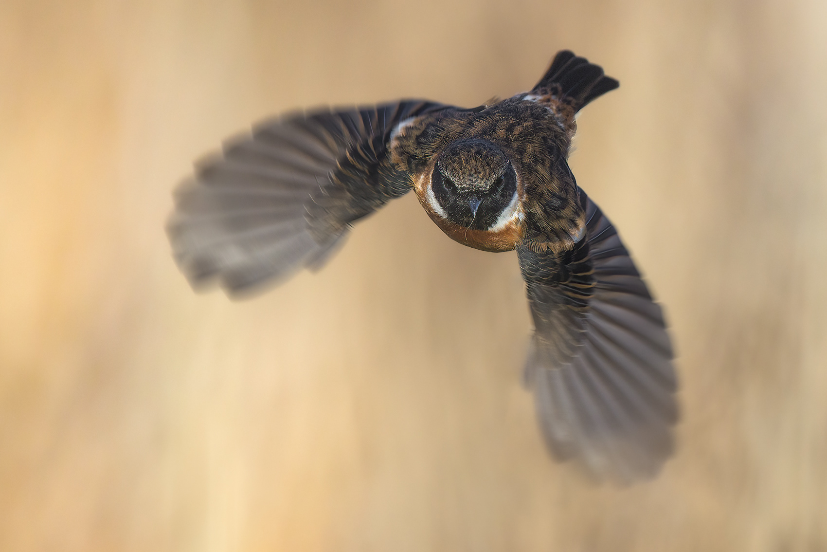 Male Stonechat in flight
