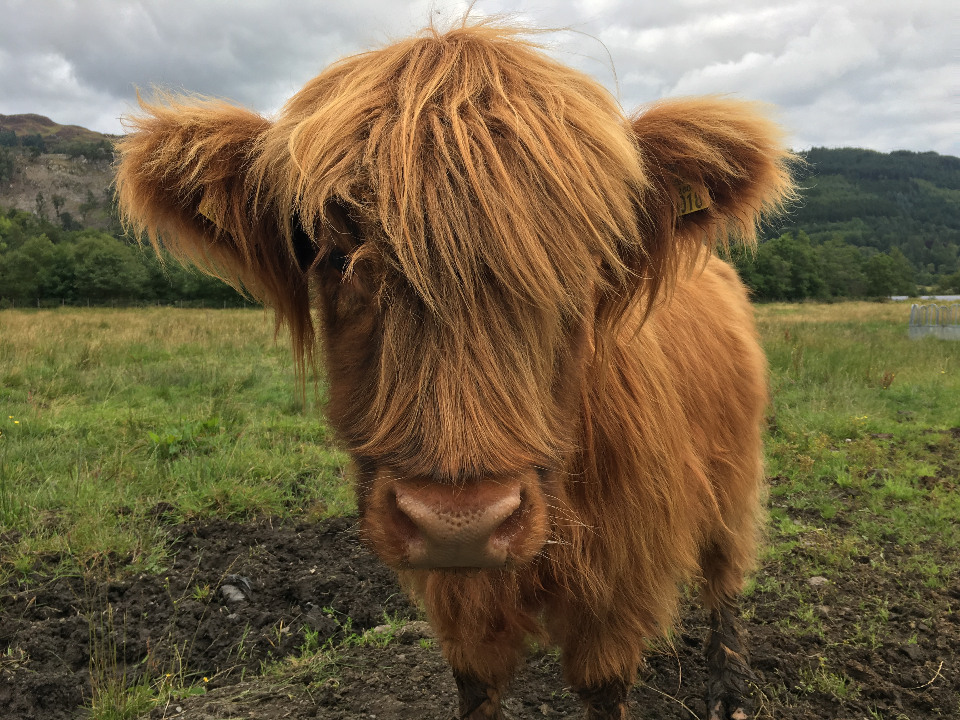 Highland Calf - Loch Lomond