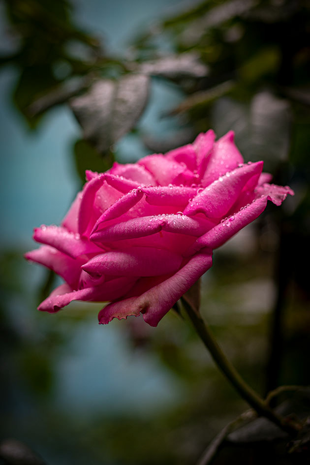 FLO0002