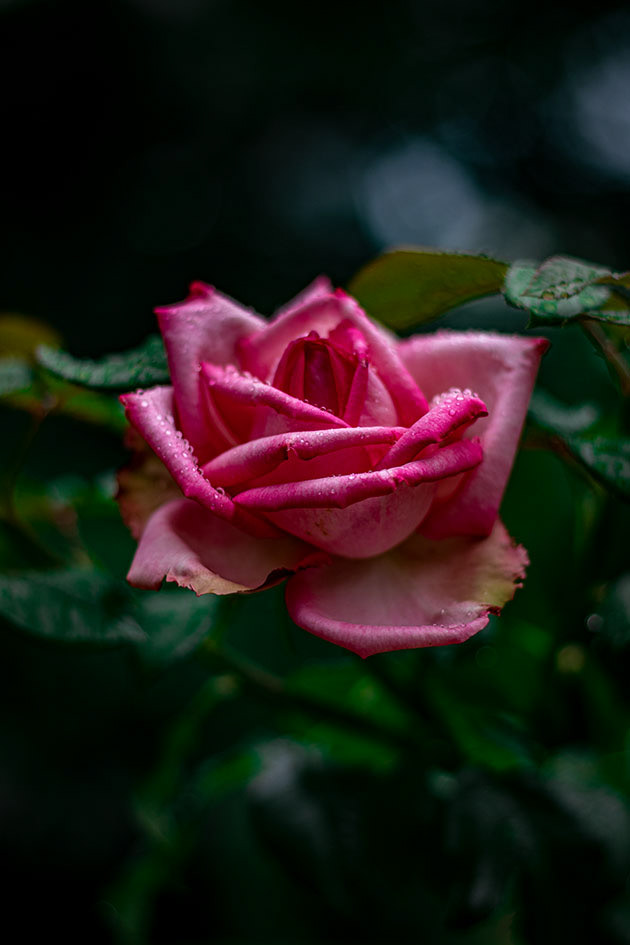 FLO0016
