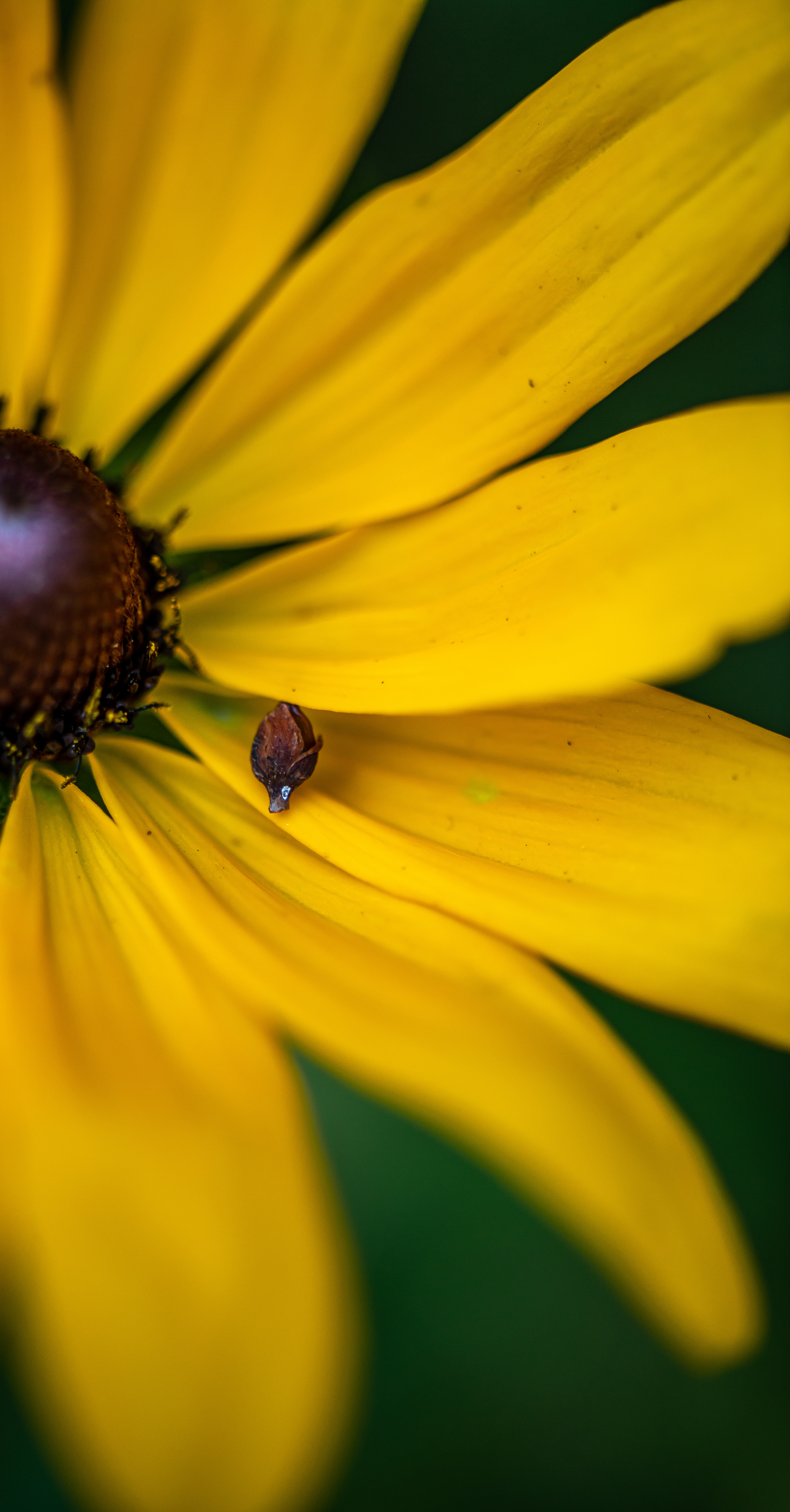 Macro Seed Plant Petal Leaf Portrait