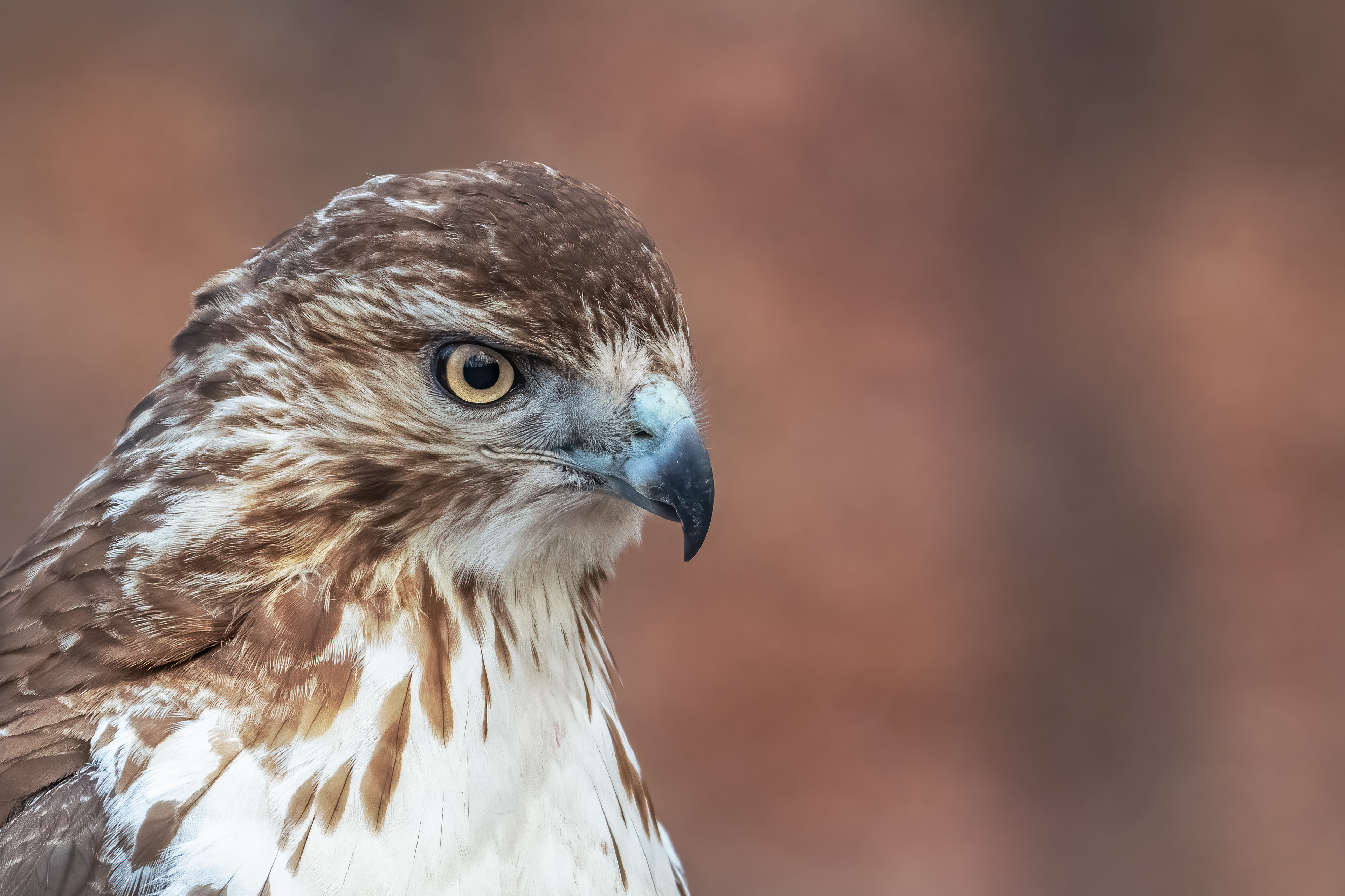 The ominous Red-Tailed Hawk keeping watch near Shakespeare's Garden, Central Park, New York