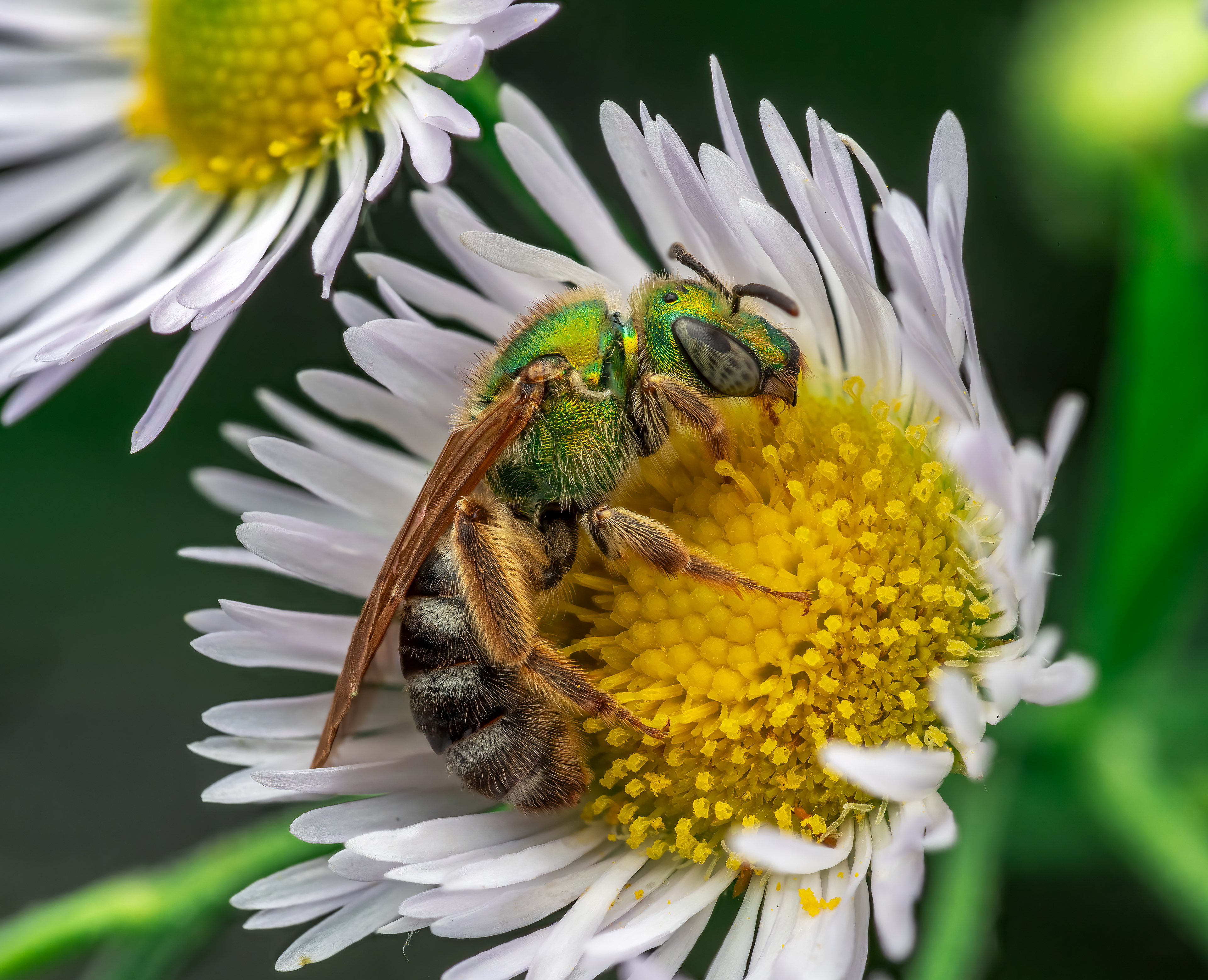 Sweat Bee Wasp Flower Plant Plantlife Insect 