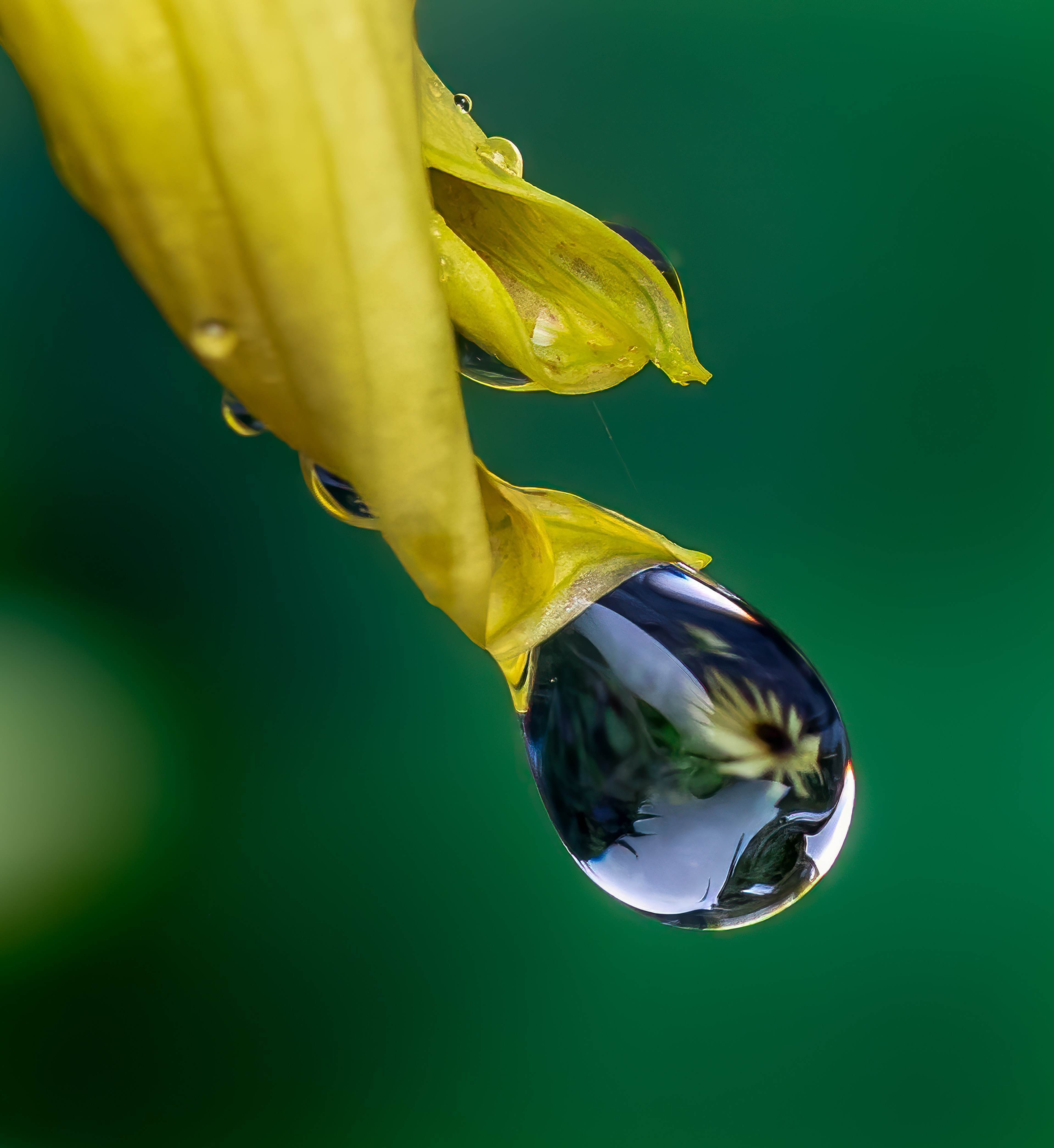 Drop Waterdrop Macro Photography Petal Leaf