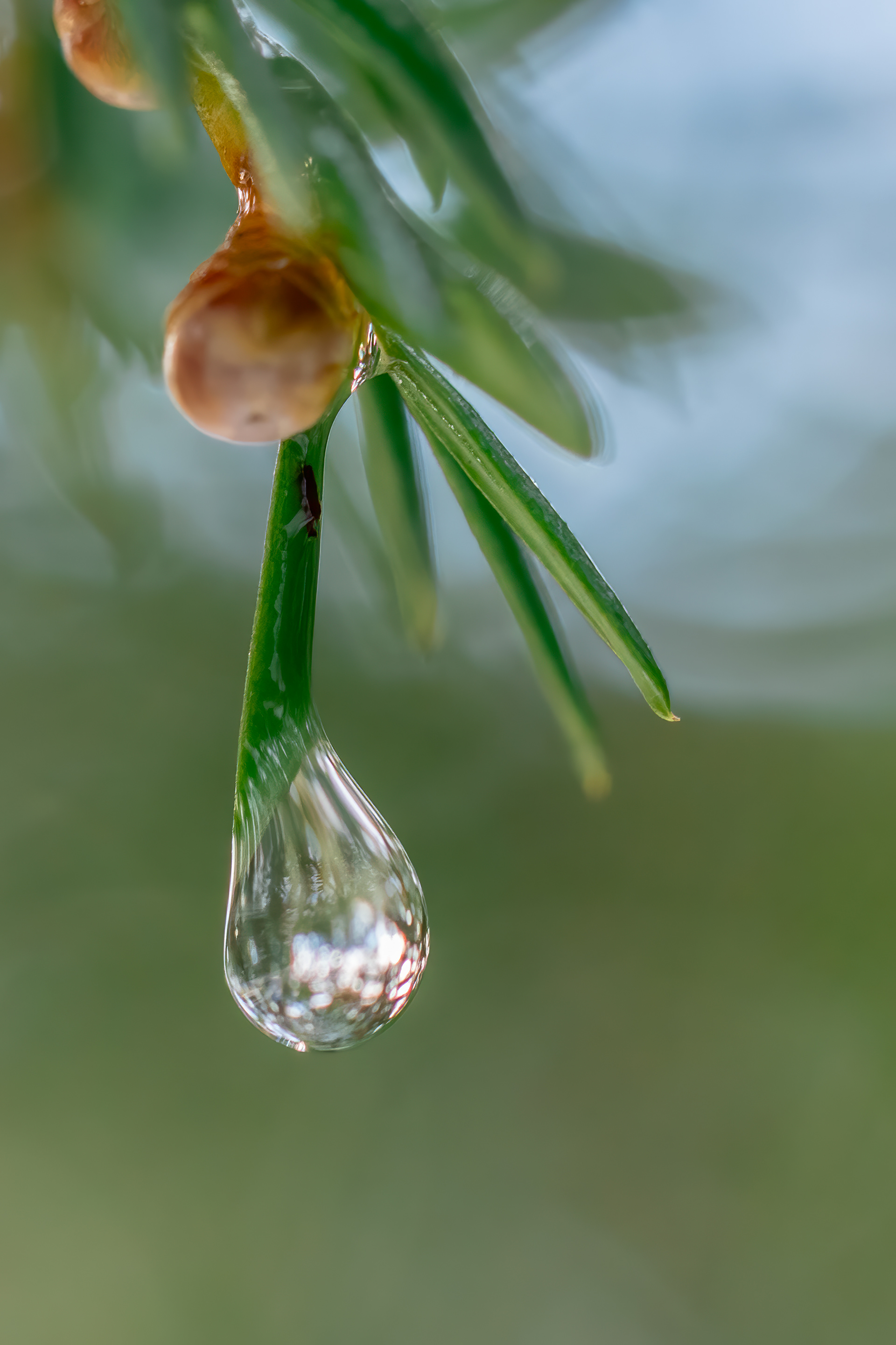 Water Drop Waterdrop Macro Eye Plant Plantlife