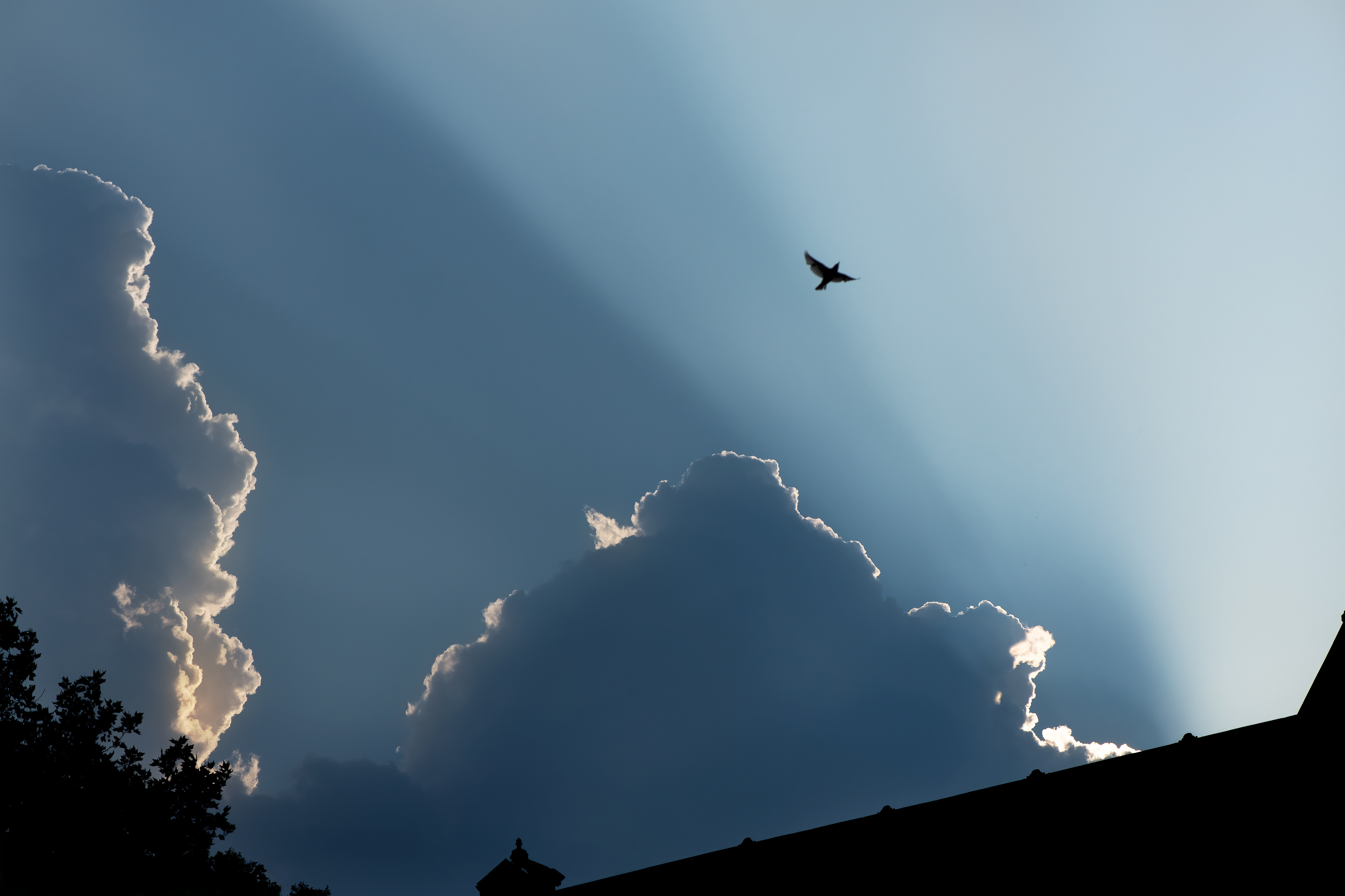 City Cityscape Urban Environment World Bird Flight Cloudscape Clouds Dakota Sunlight Soar