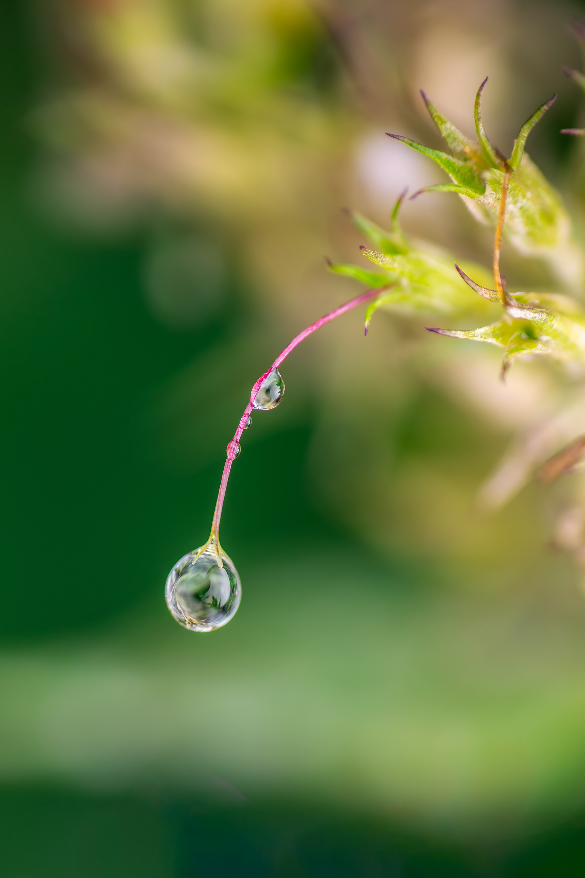 Water Drop Waterdrop Plant Plantlife Macro 