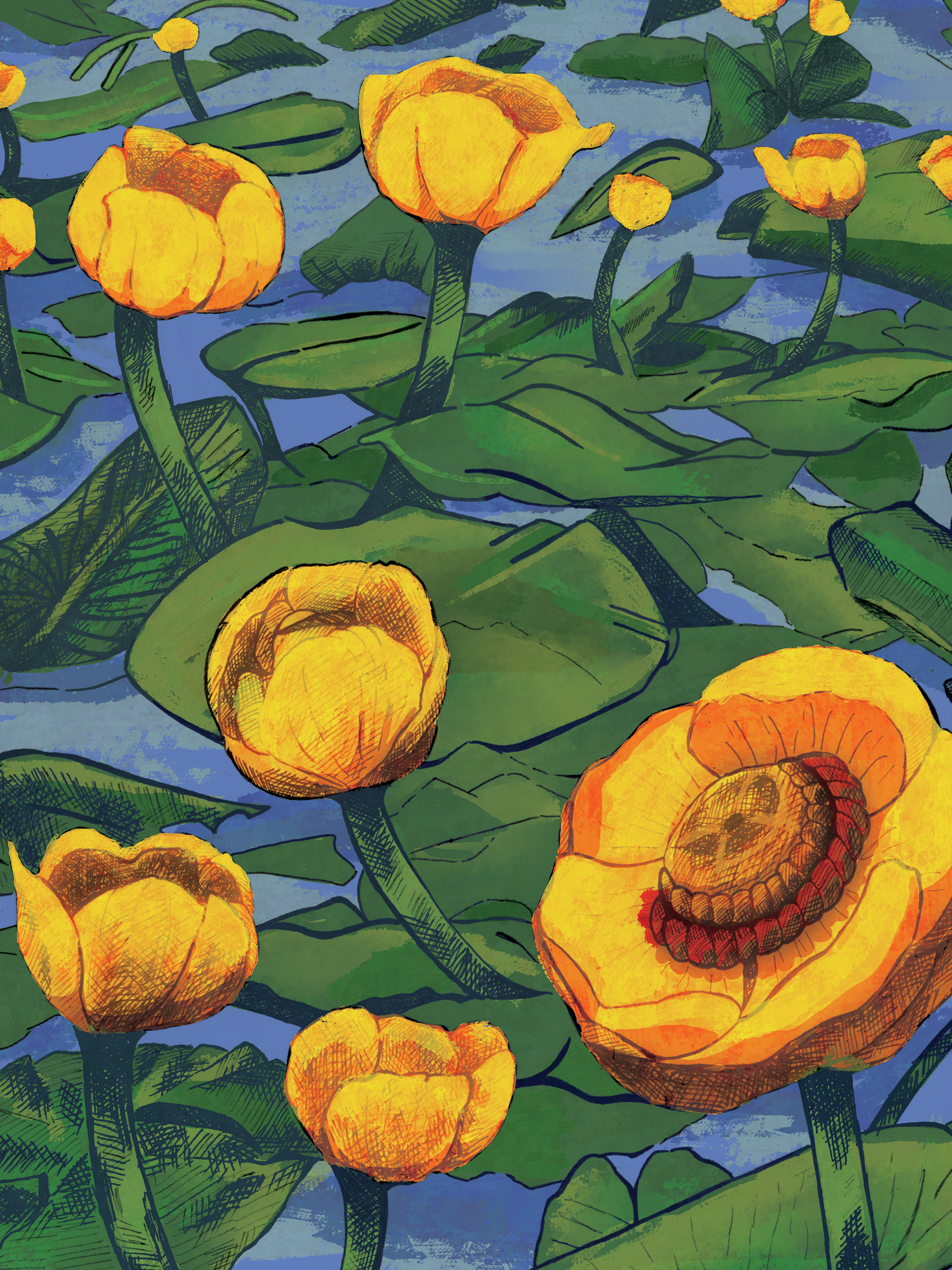 Wasco Museum Commission, Water Locas, Digital Illustration, 2024