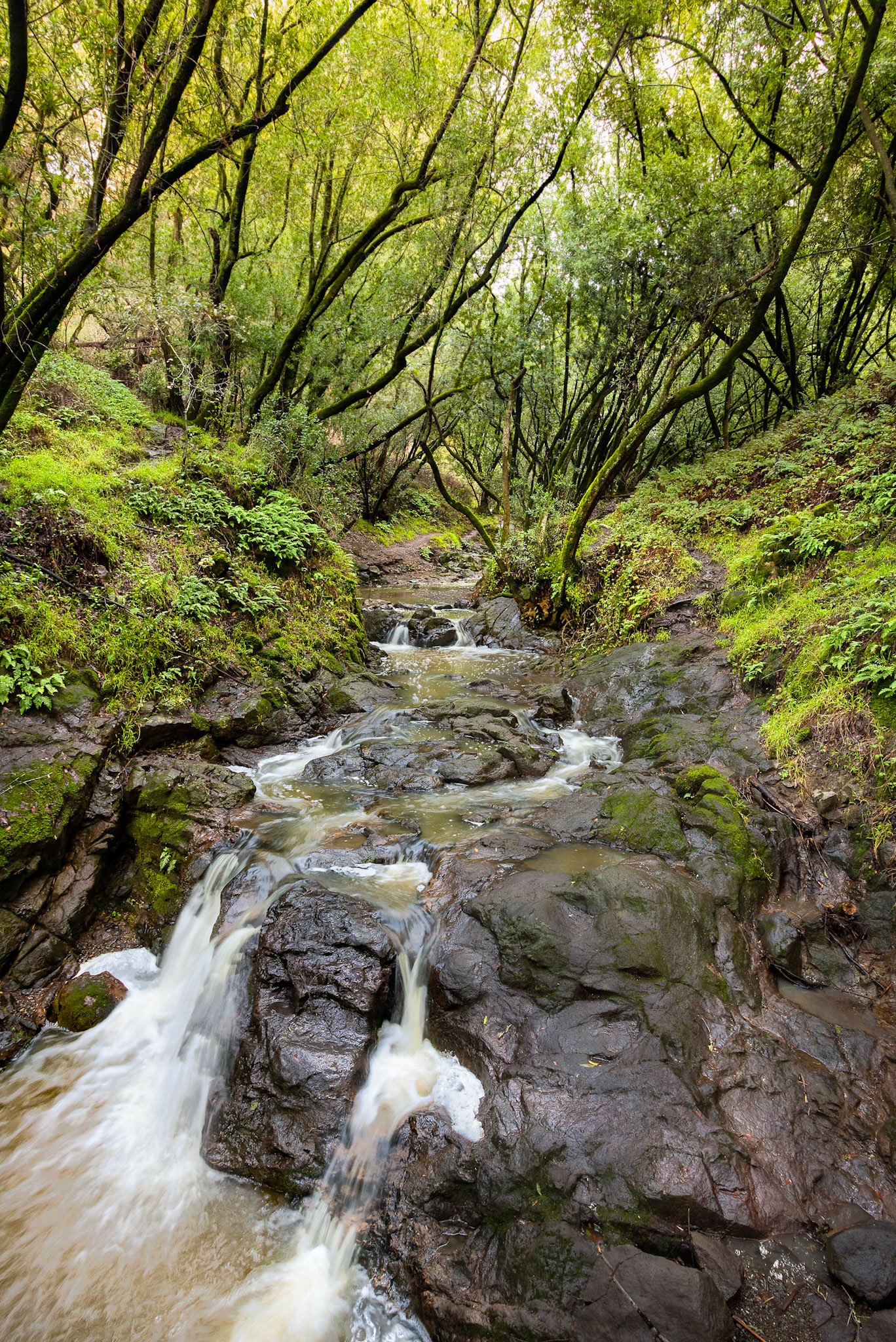 Lower Wildcat Creek