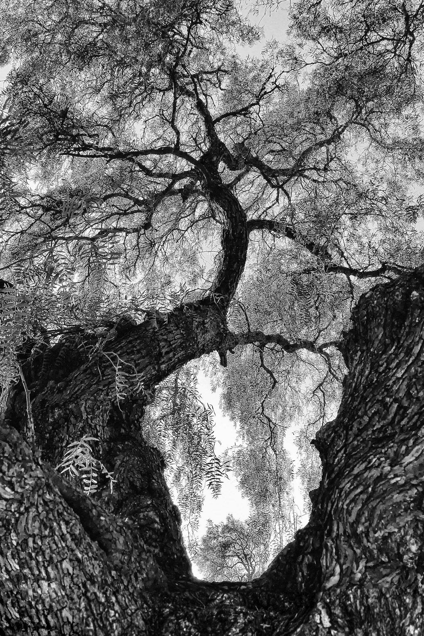 More Than Tree