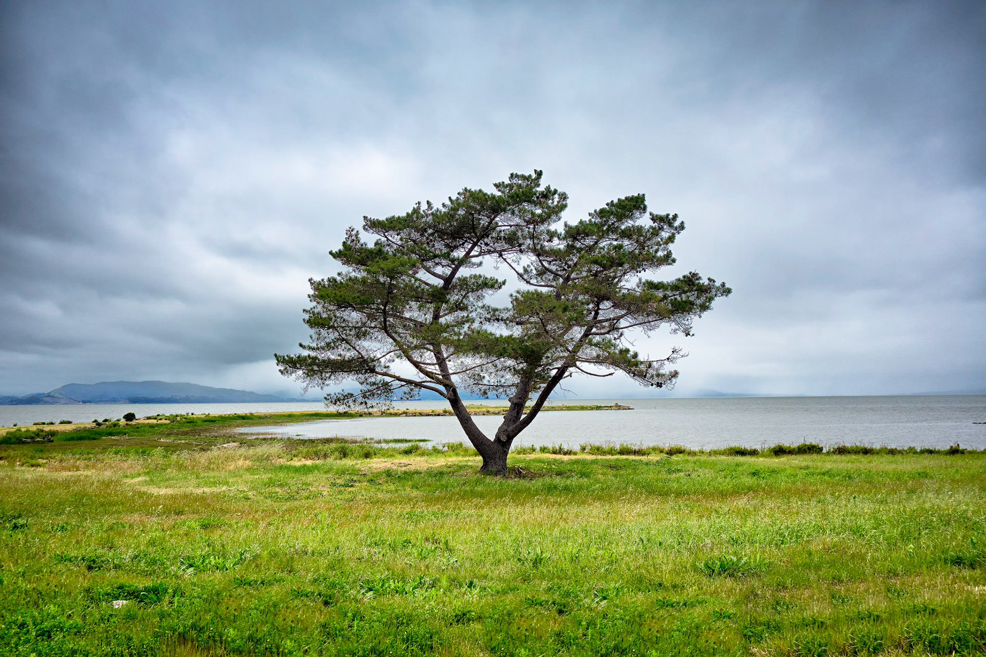 Lone Tree