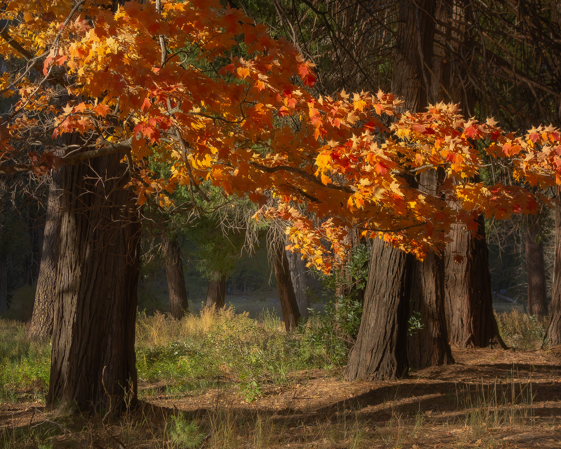 Autumn Woods