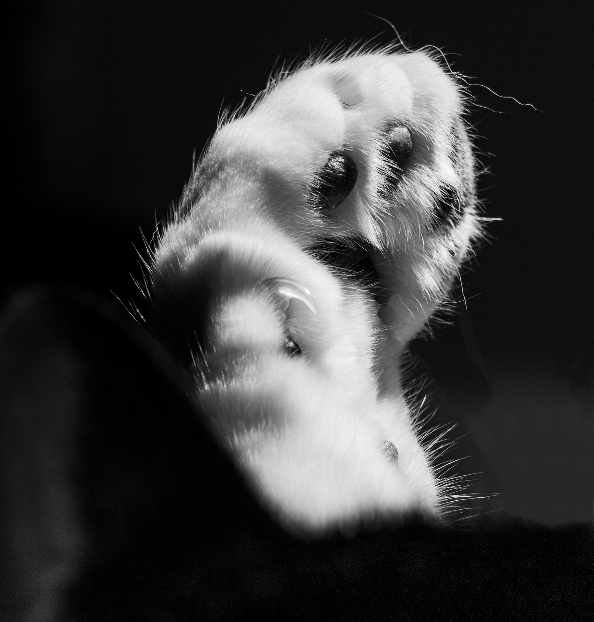 Raise Your Paw