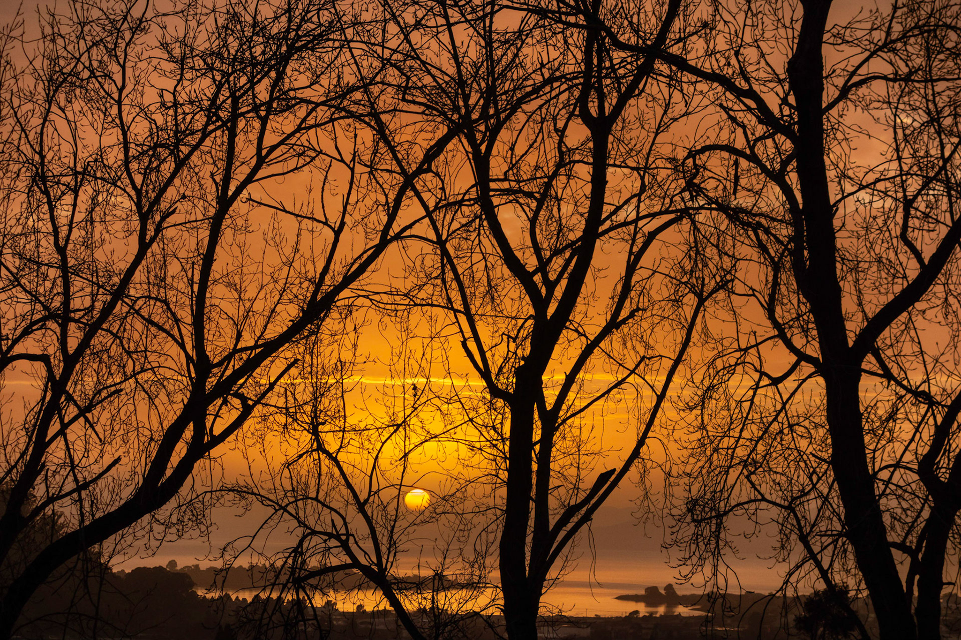 Screen of Trees