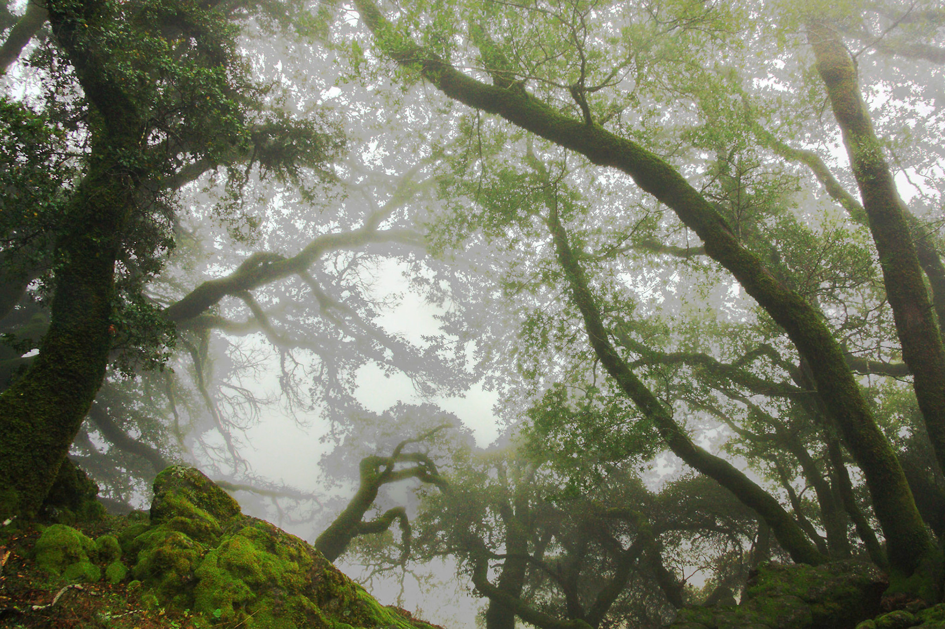 Fog Forest