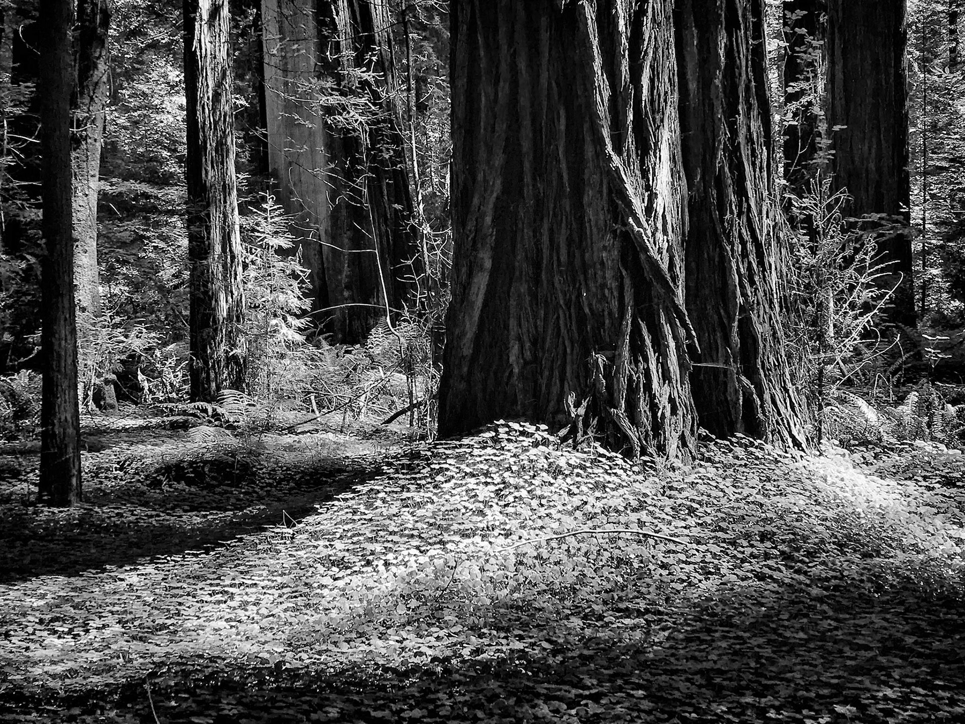 Light in the Clearing