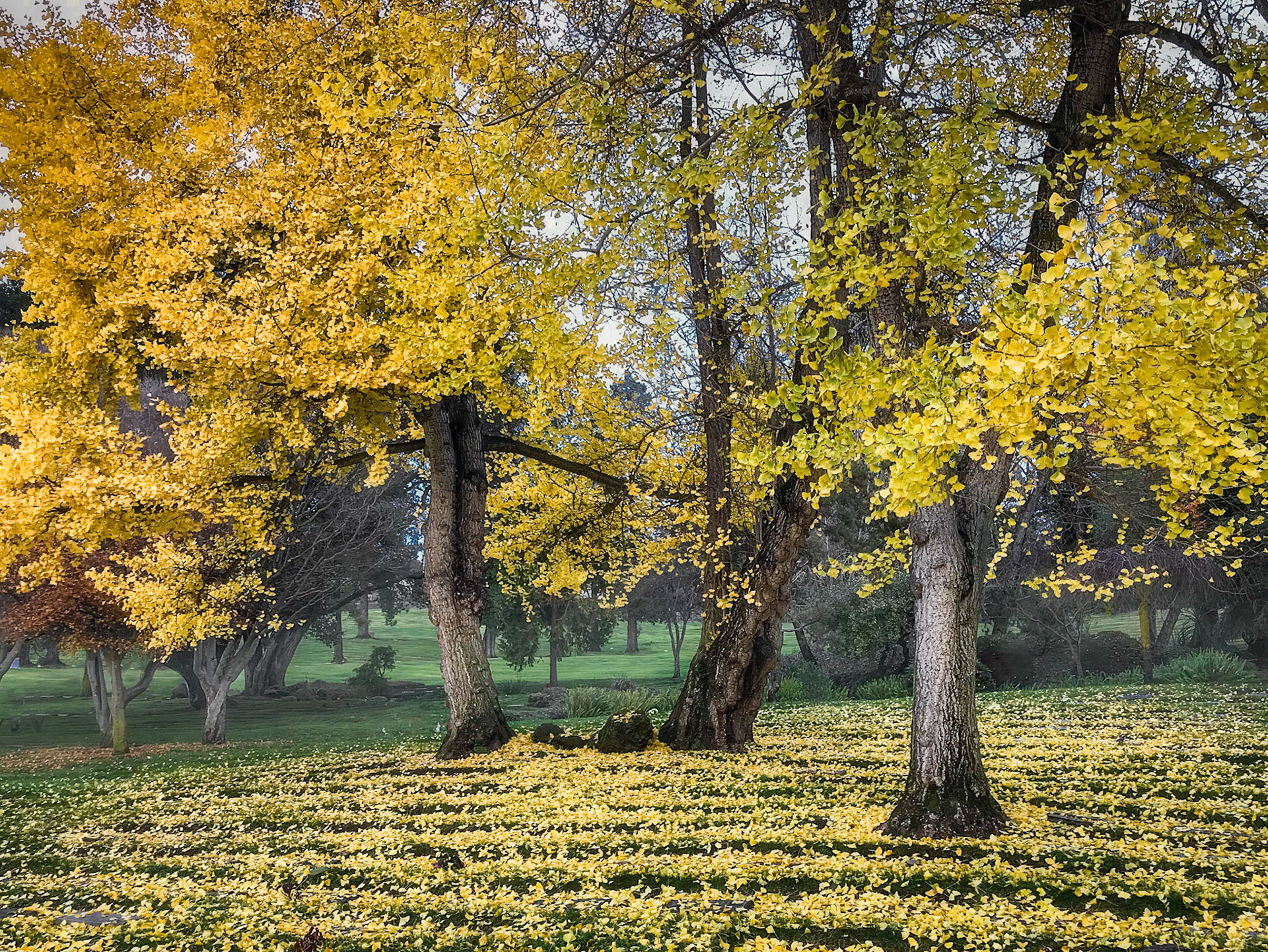 Autumn