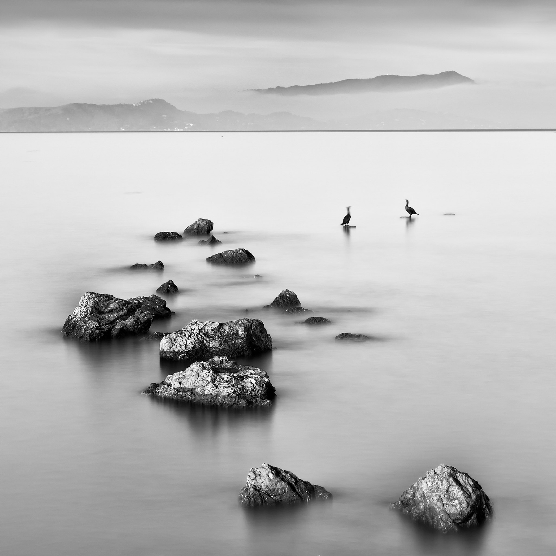 Two Birds, a Dozen Rocks
