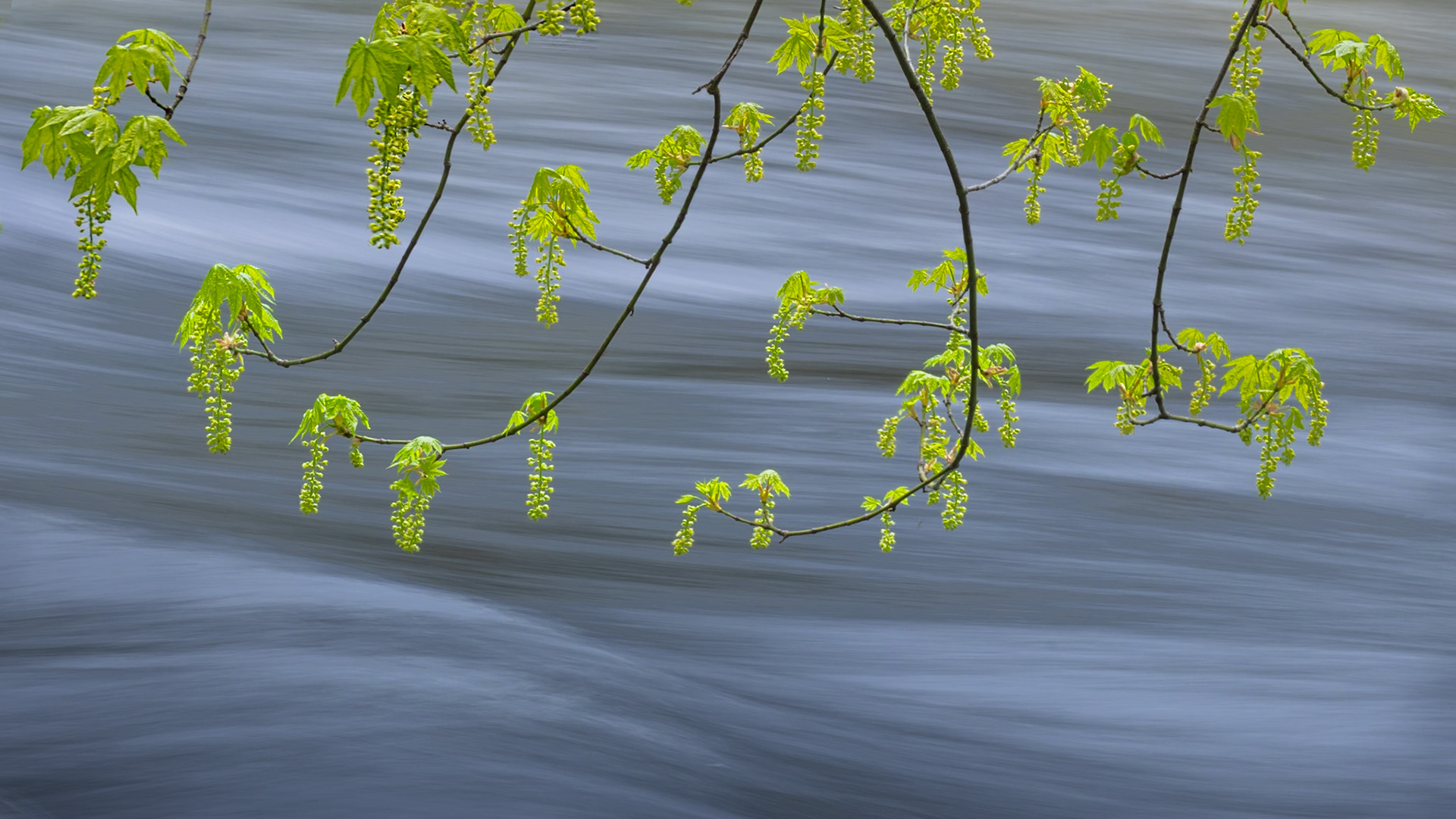 Spring Maple