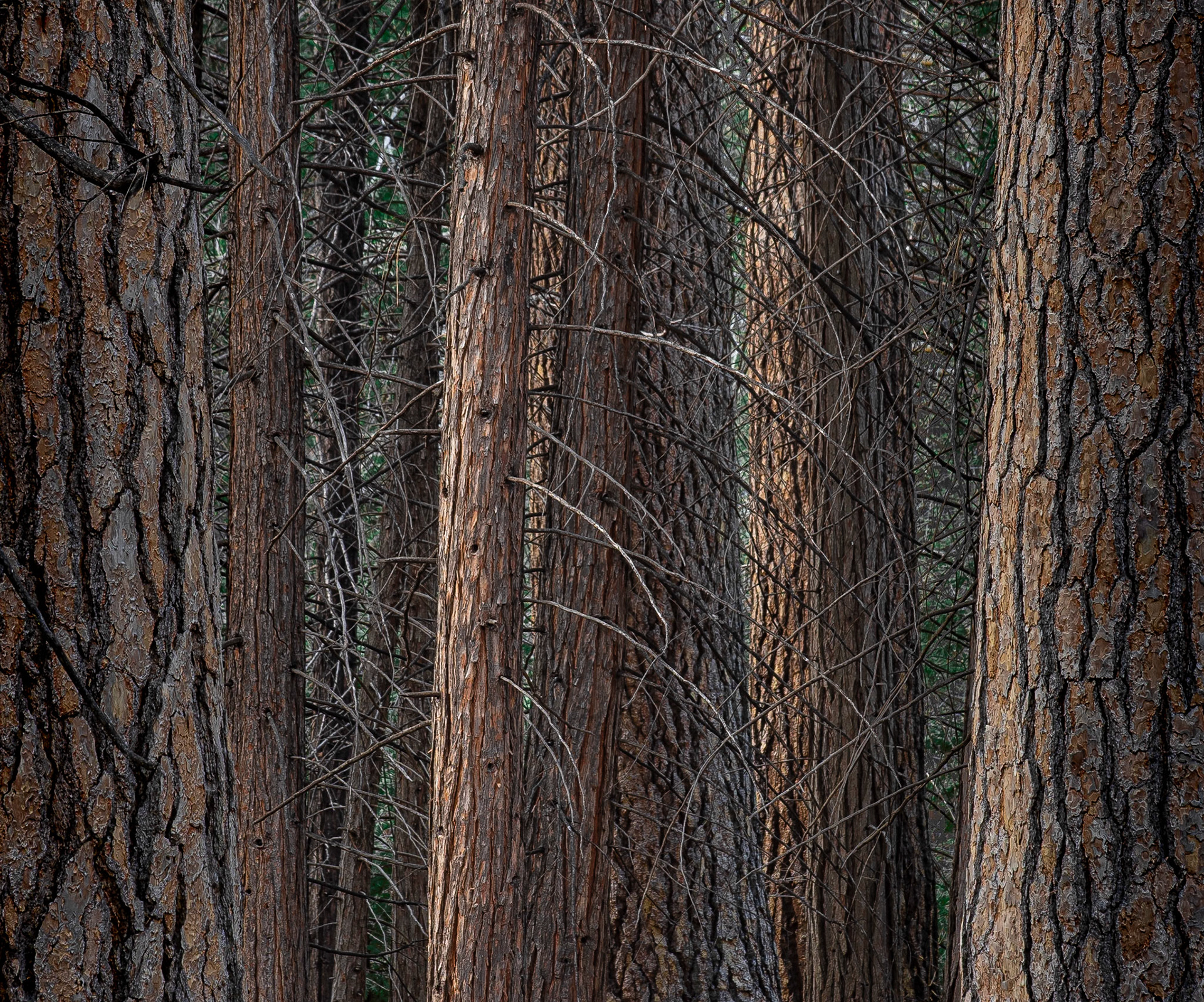 Woodland Mystery