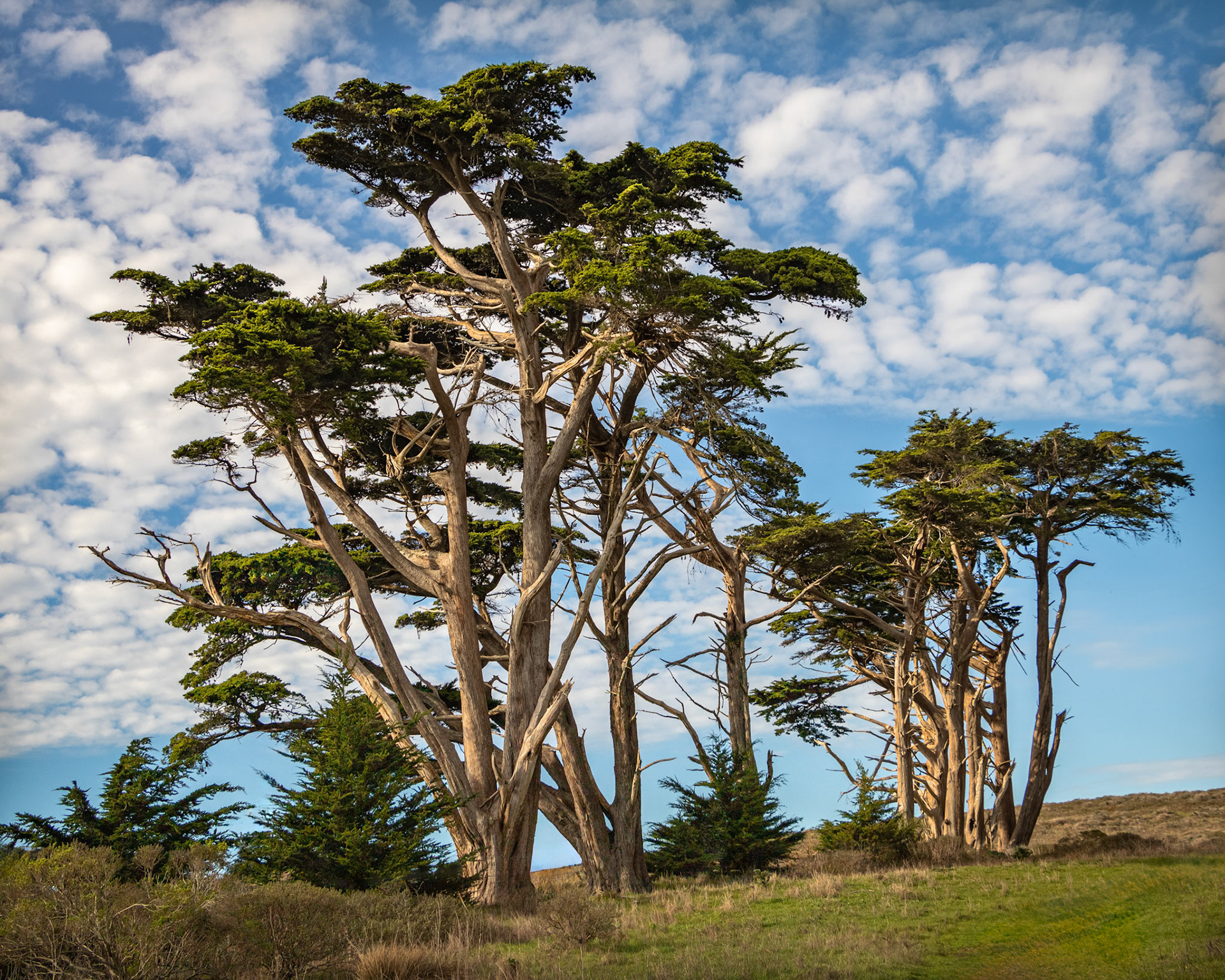 Pierce Point Ranch