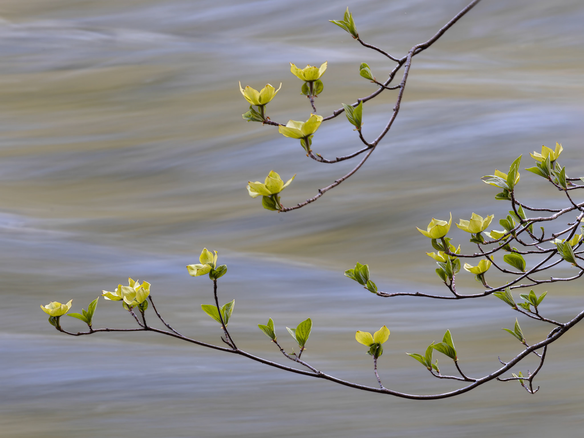 Dogwood