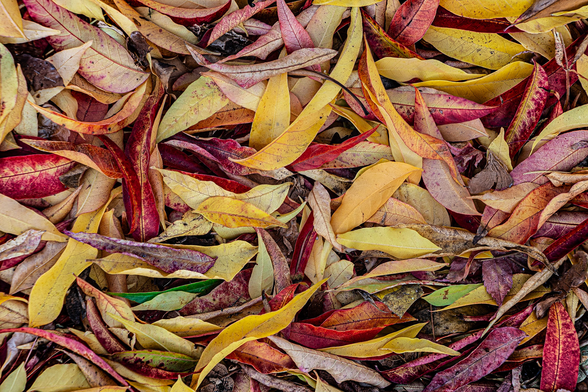 Autumn Leaves