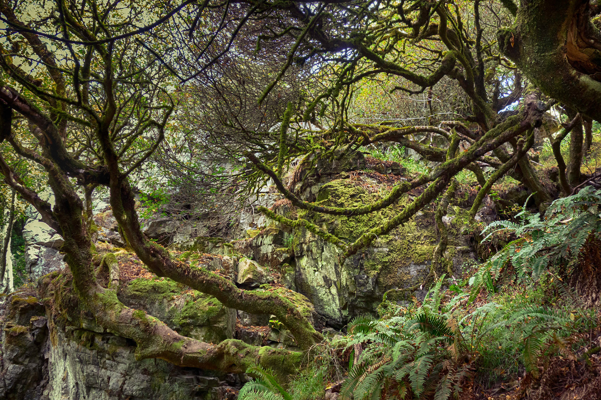 Into the Woods