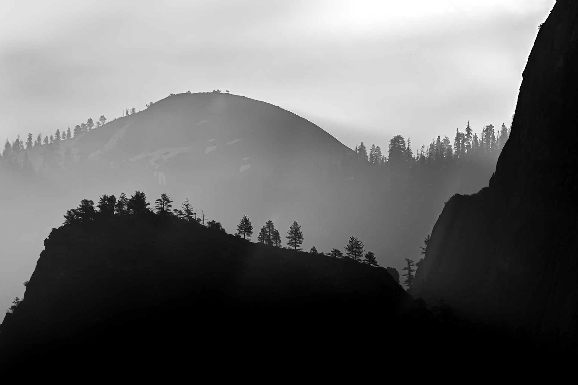 Tree Line