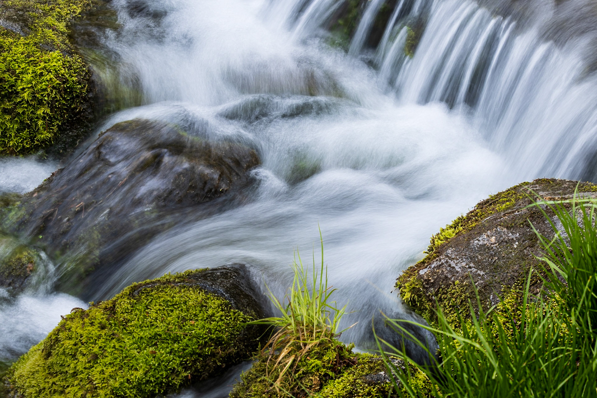 Fern Spring
