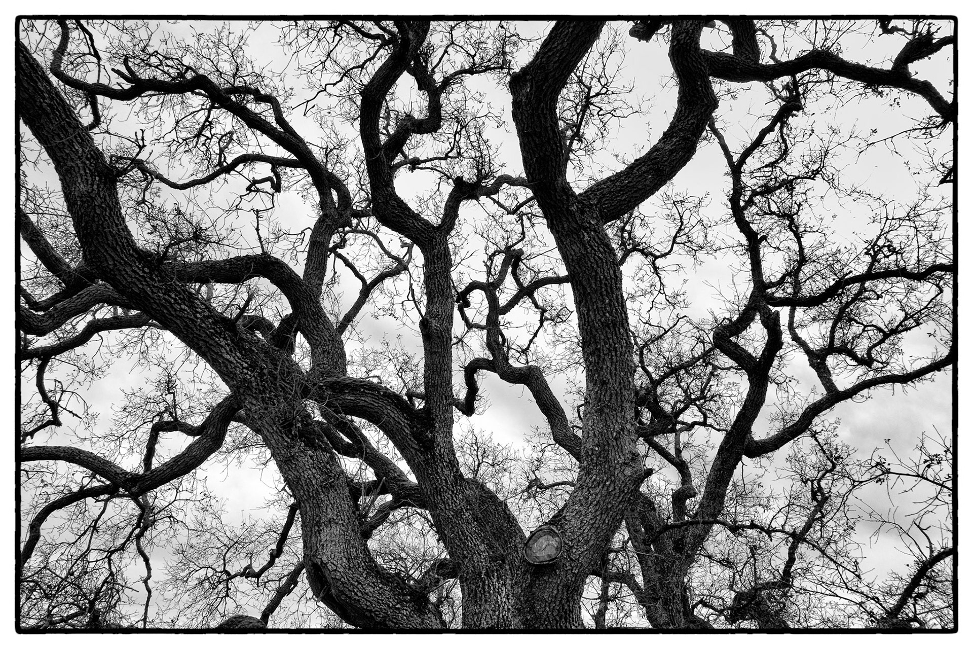 How Many Branches