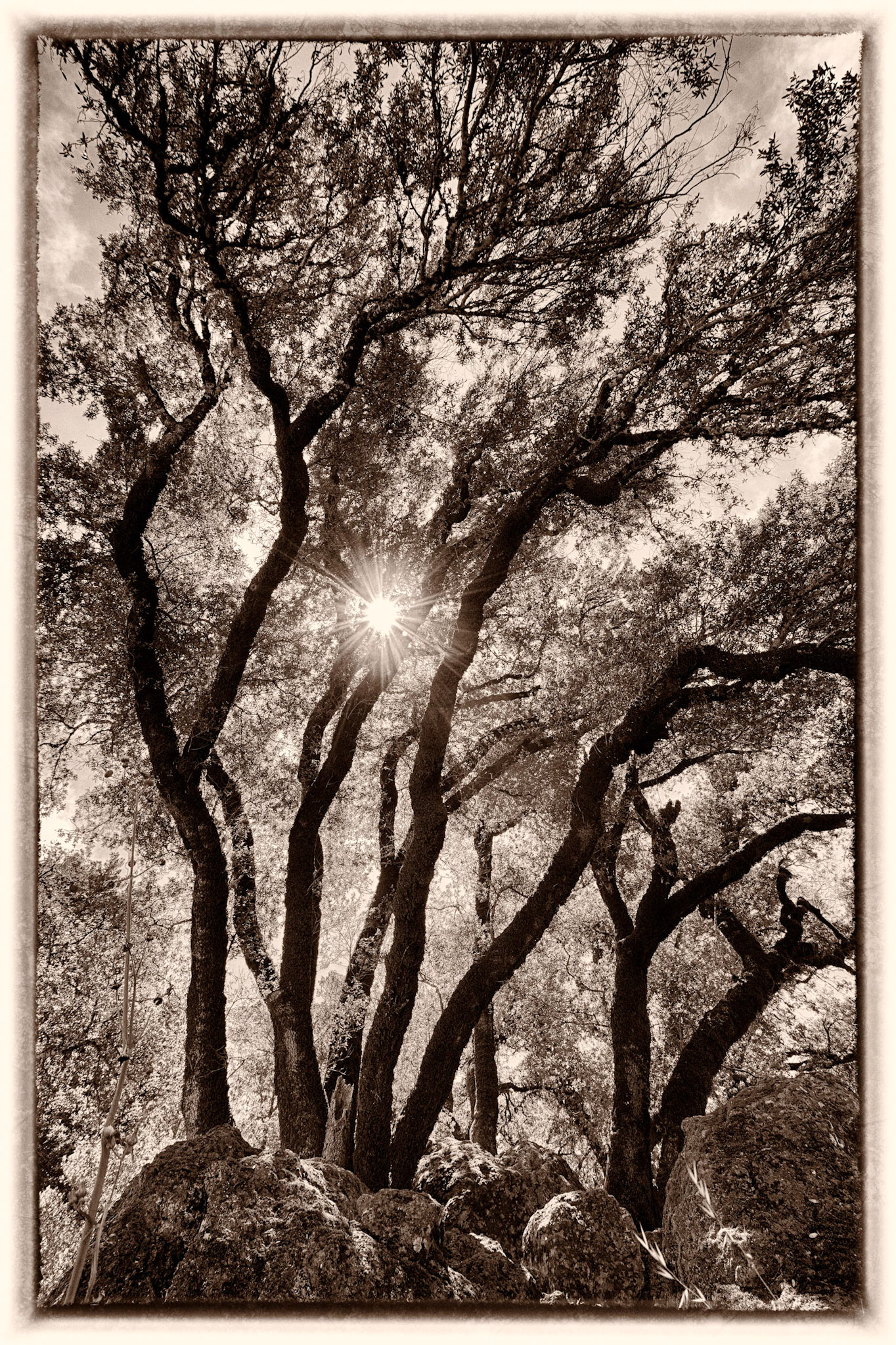 Rock Tree
