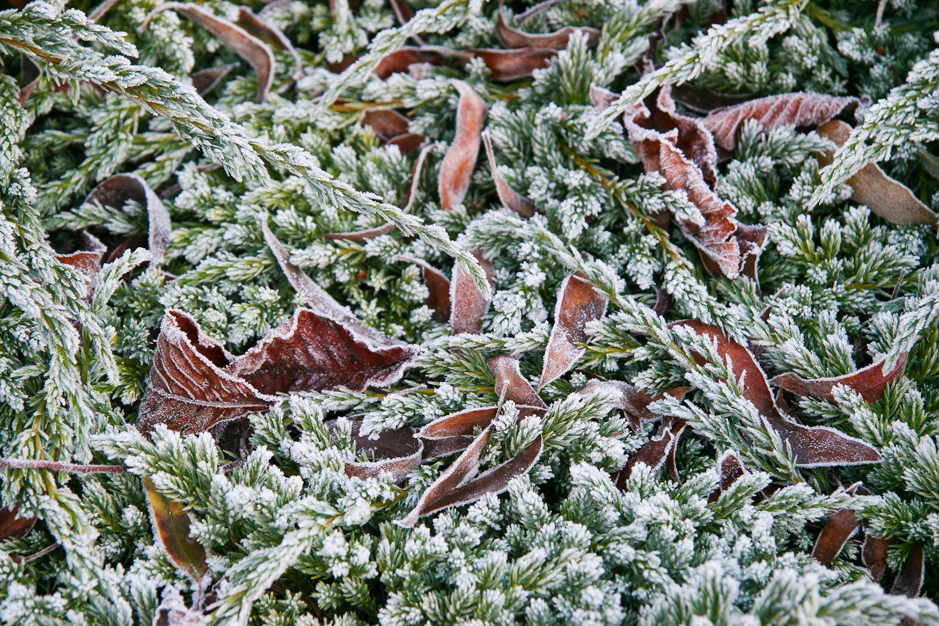 Frosted leaves