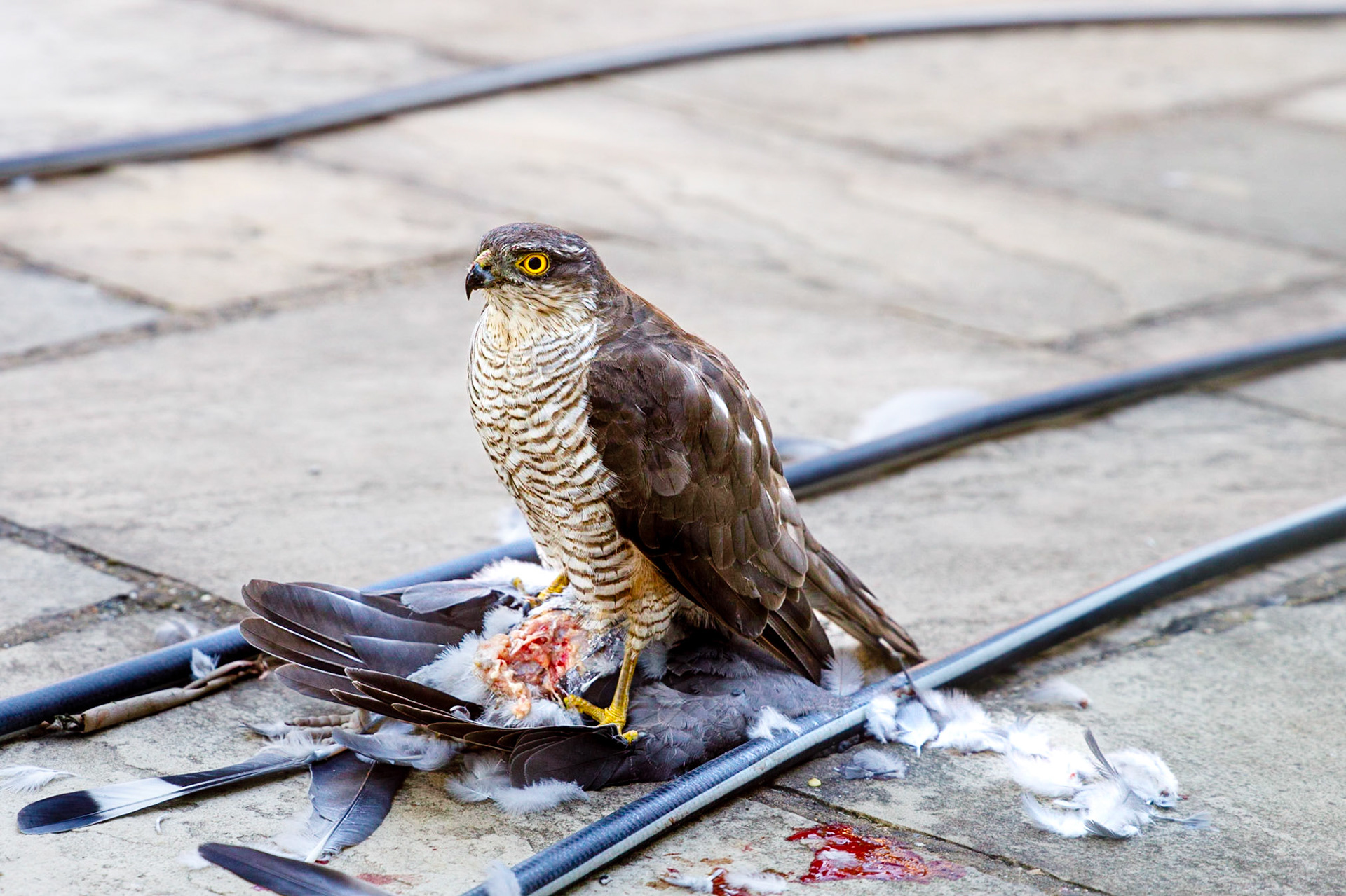 This sparrowhawk was oblivious to us moving around the house or being in the lounge looking out on to the patio where it had decided it was going to enjoy a pigeon breakfast. Sitting happily between our hosepipe (which was later required to clean the patio!) even the dogs inside didn't put the sparrowhawk off its meal. The image was taken through double glazing patio doors. Sept 2020. Welwyn Garden City home. No bait.