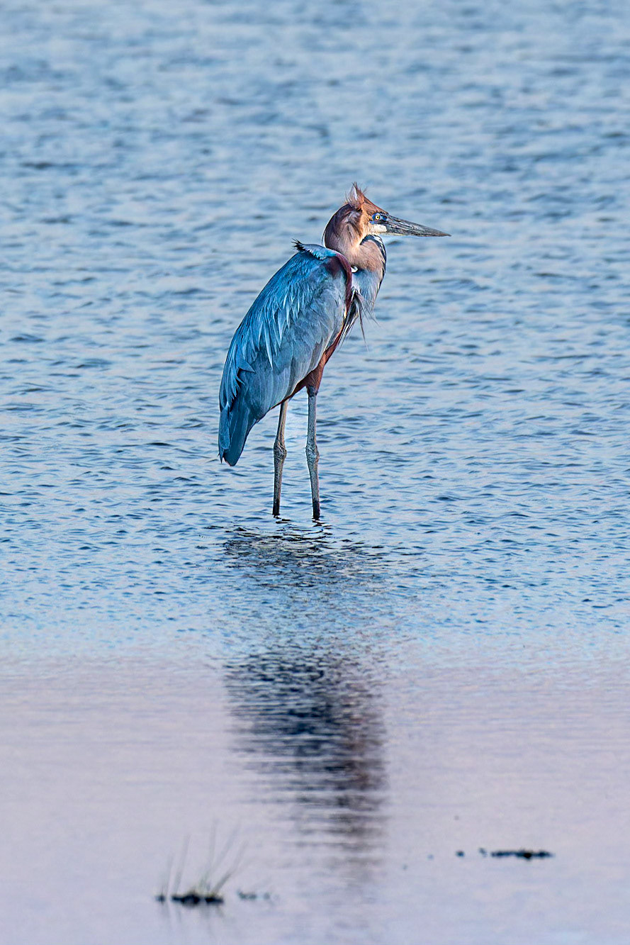 Goliath Heron