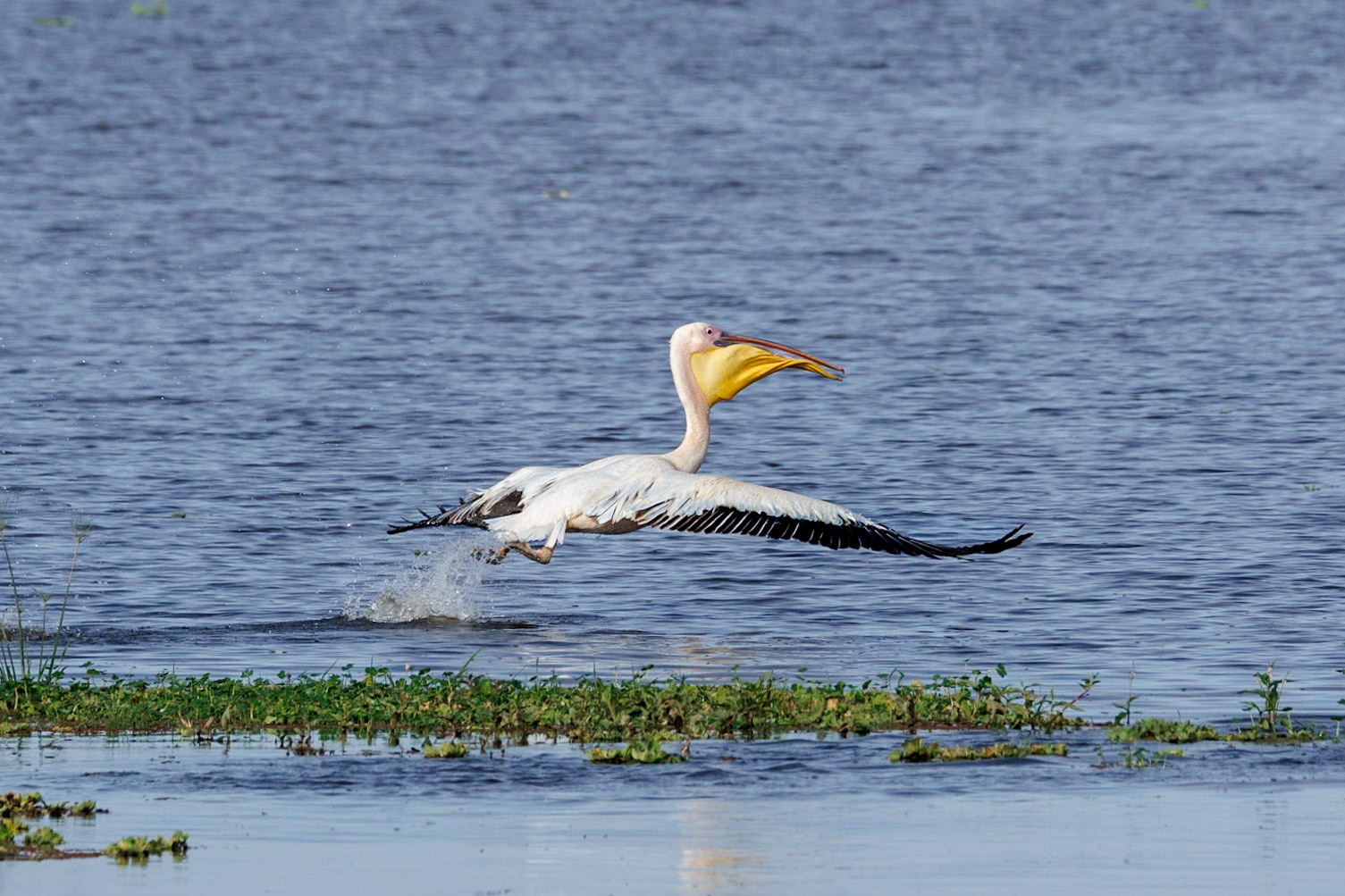 Great White Pelican