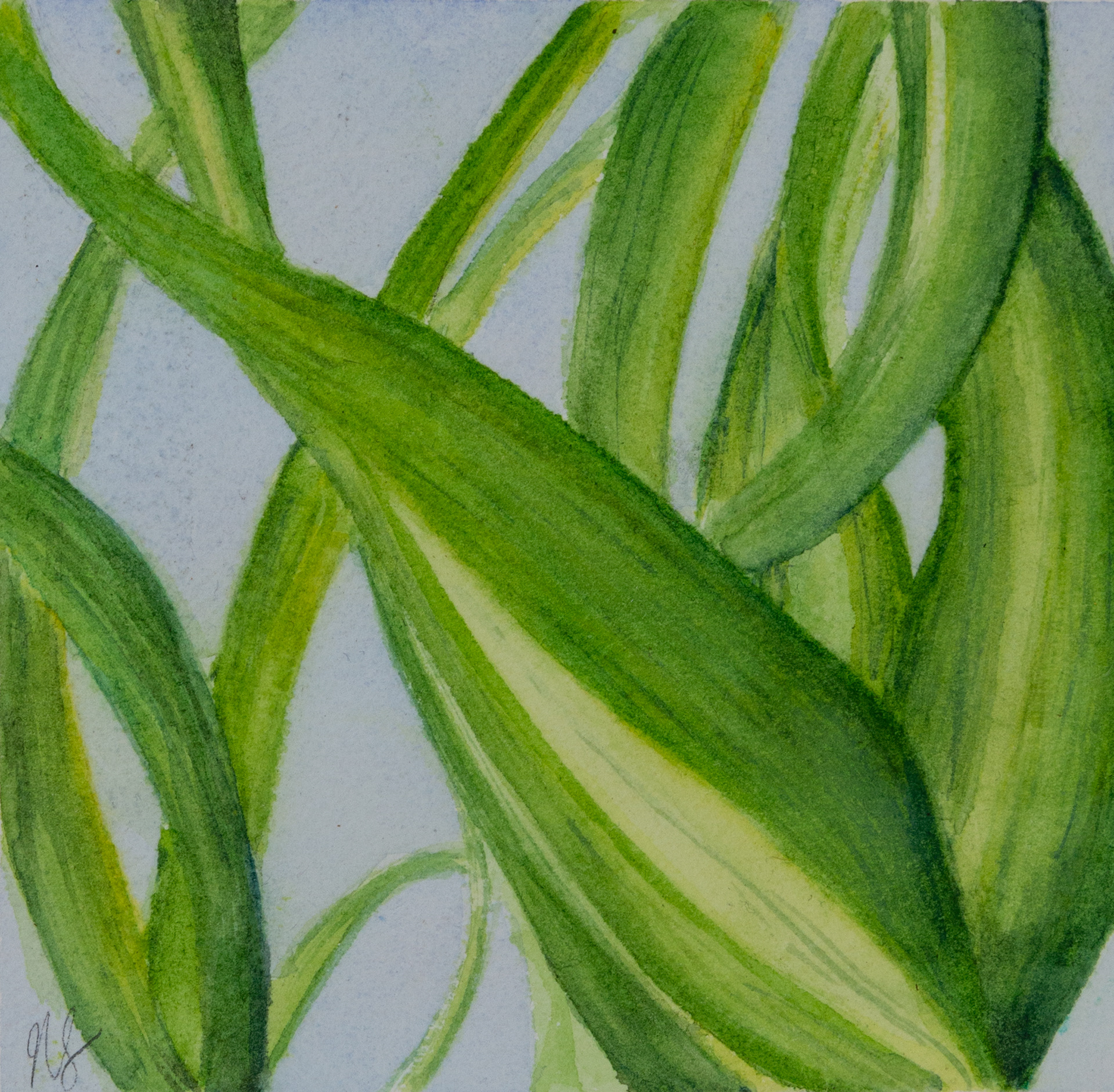 Spider Plant - 6" x 6"